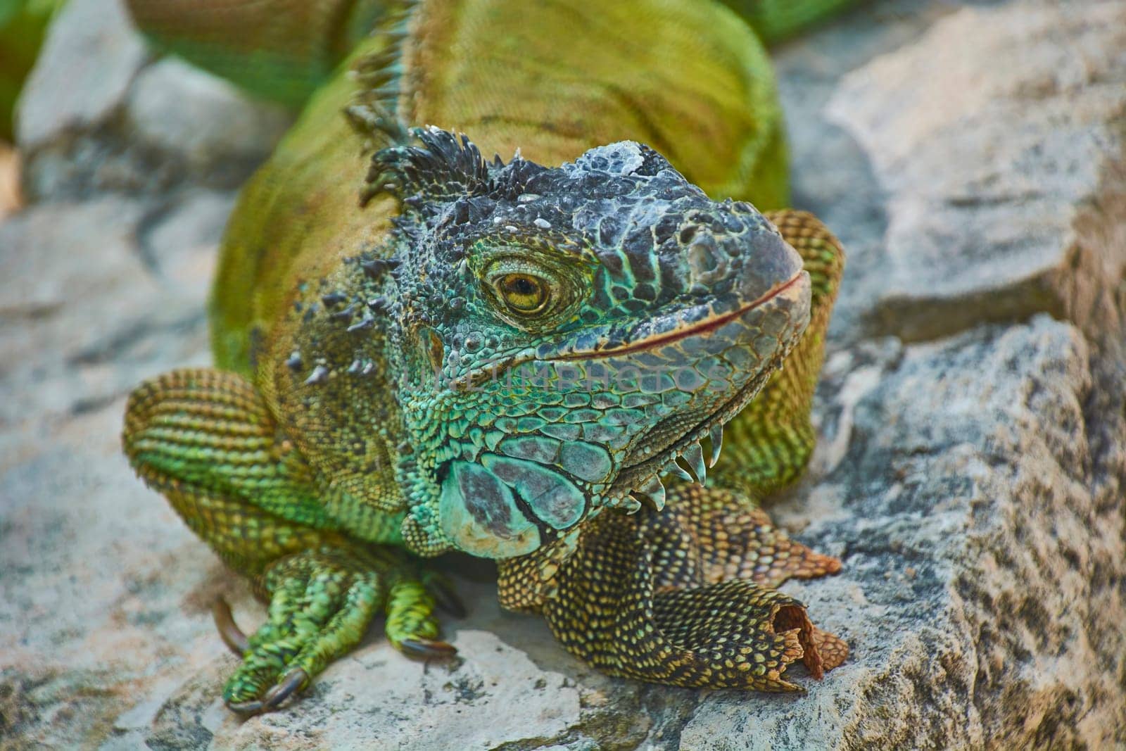 Large green iguana resting on a rock, enjoying the sunlight and showcasing its vibrant scales