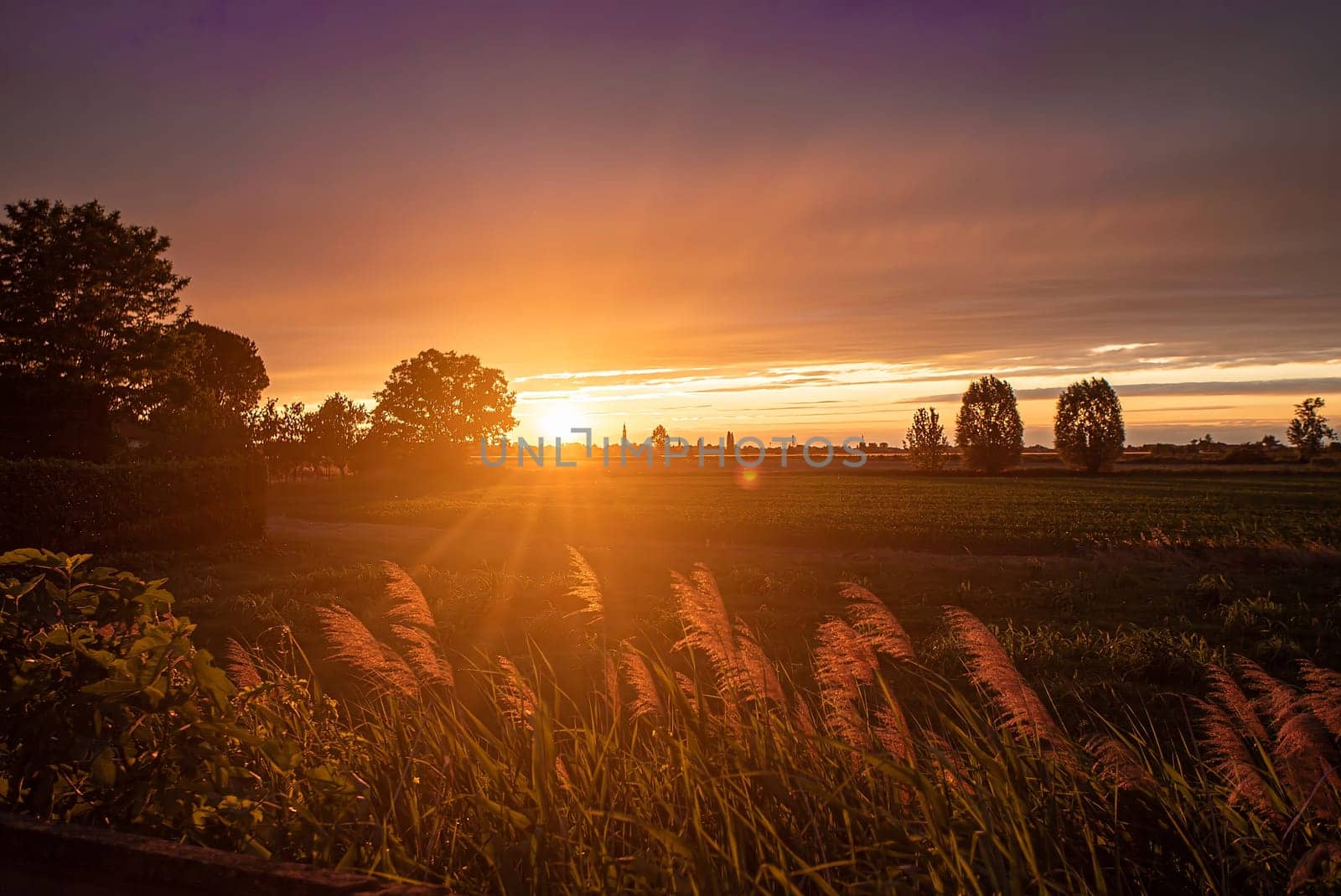 Sun sets over a tranquil countryside landscape, casting a warm golden glow on grass stalks in the foreground