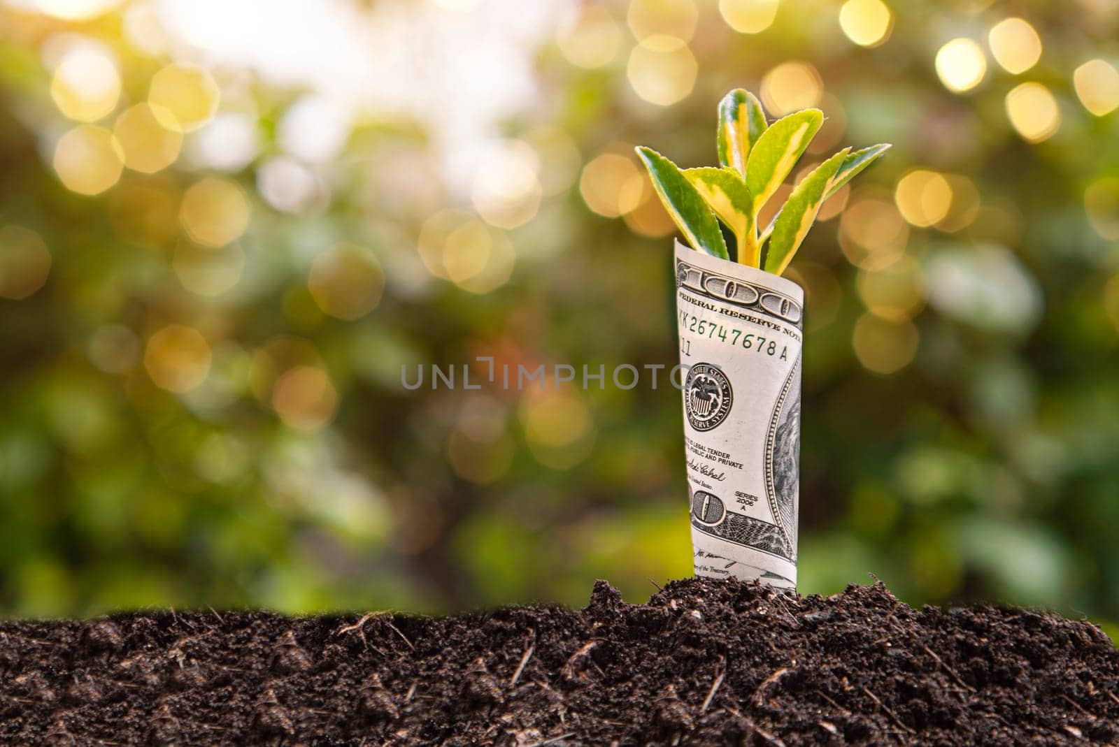 Small plant is growing from a roll of one hundred dollar bill planted in fertile soil against a blurred natural background with bokeh effect