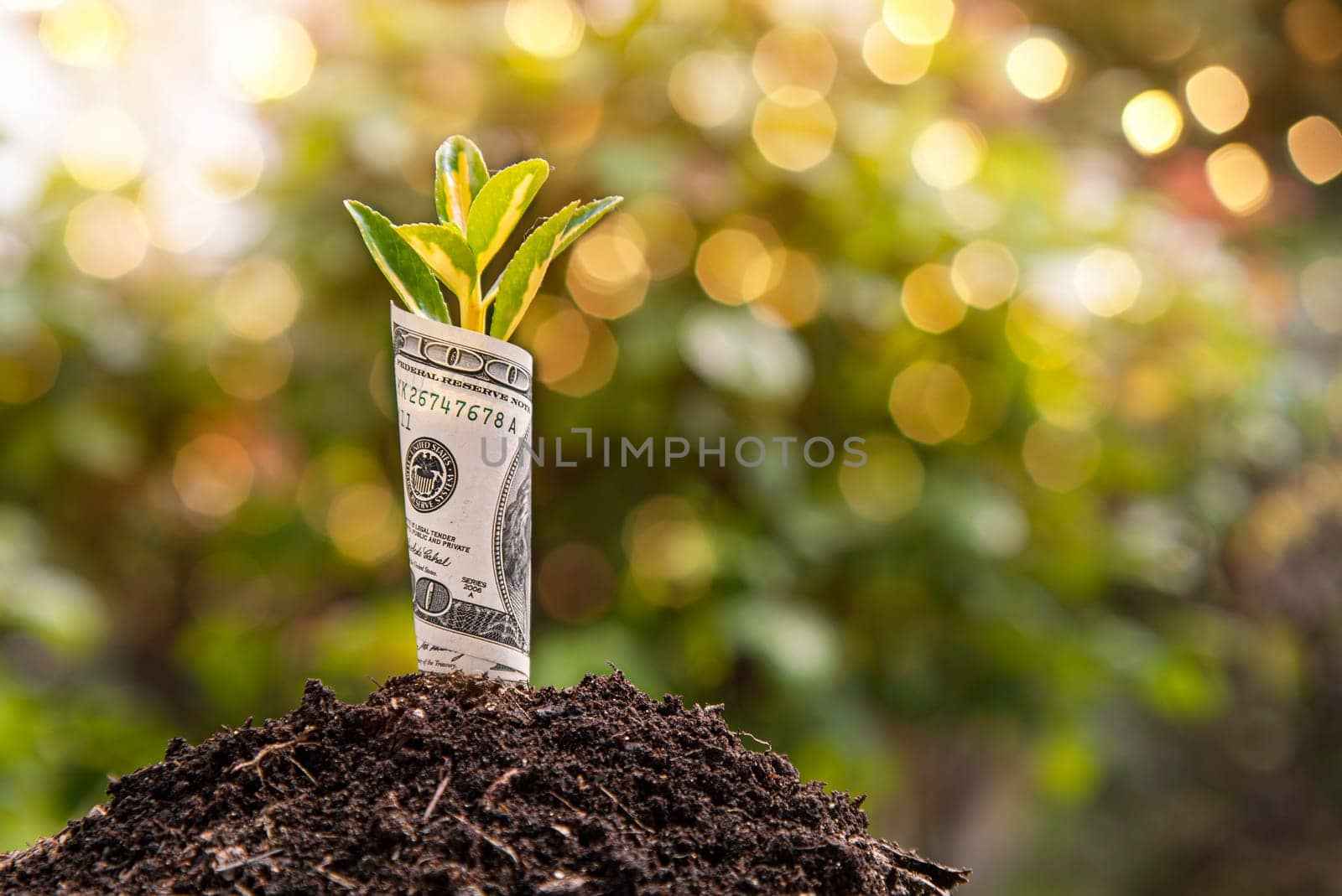 Small plant growing from rolled up one hundred dollar bill planted in soil representing business growth and investment