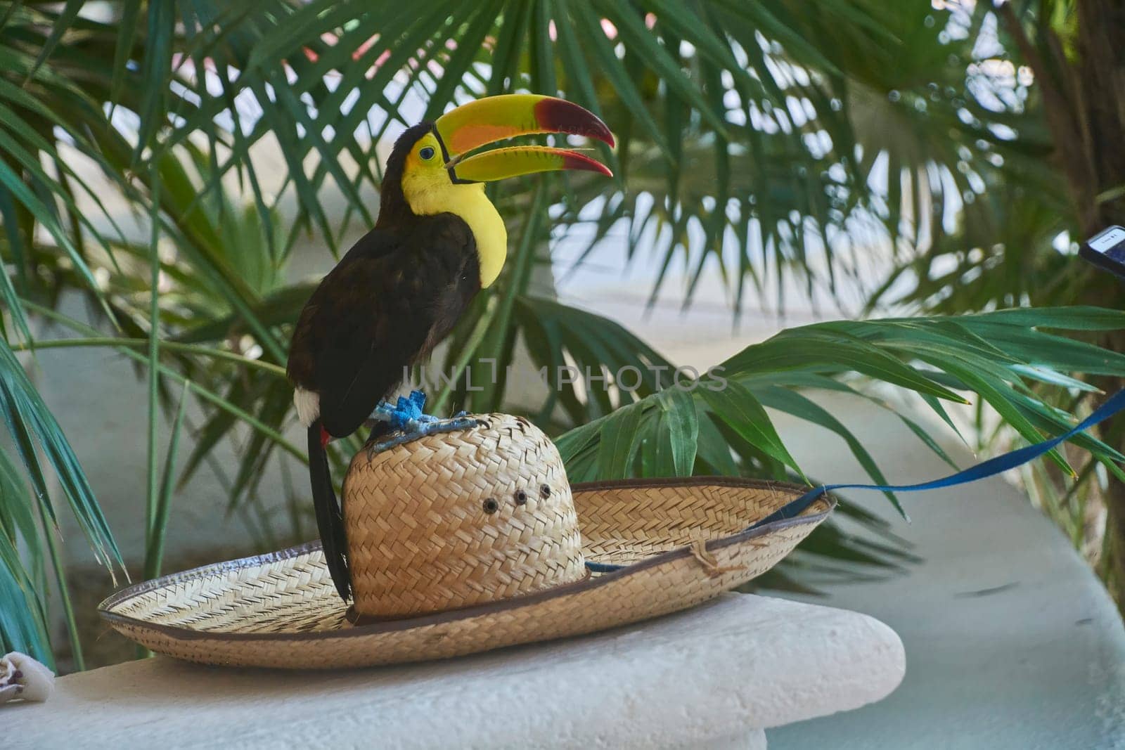 Chestnut-mandibled toucan perching on straw hat with tropical plants in background