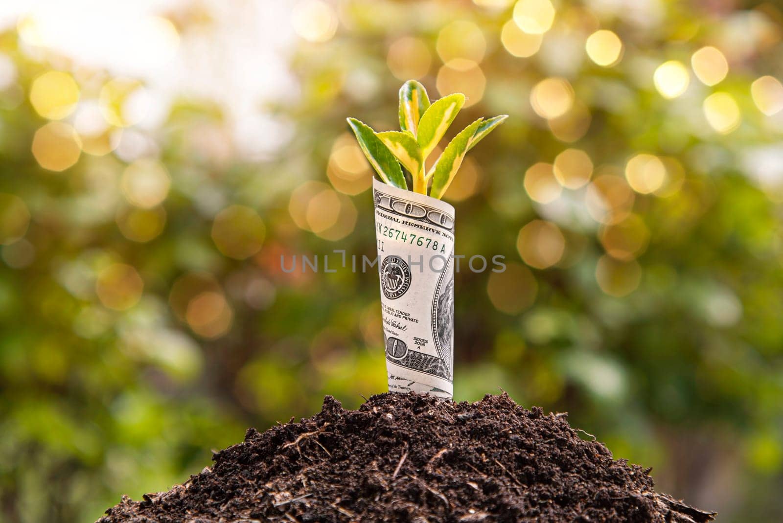 Dollar bill wrapped around a plant sprouting from soil, symbolizing financial growth and investment