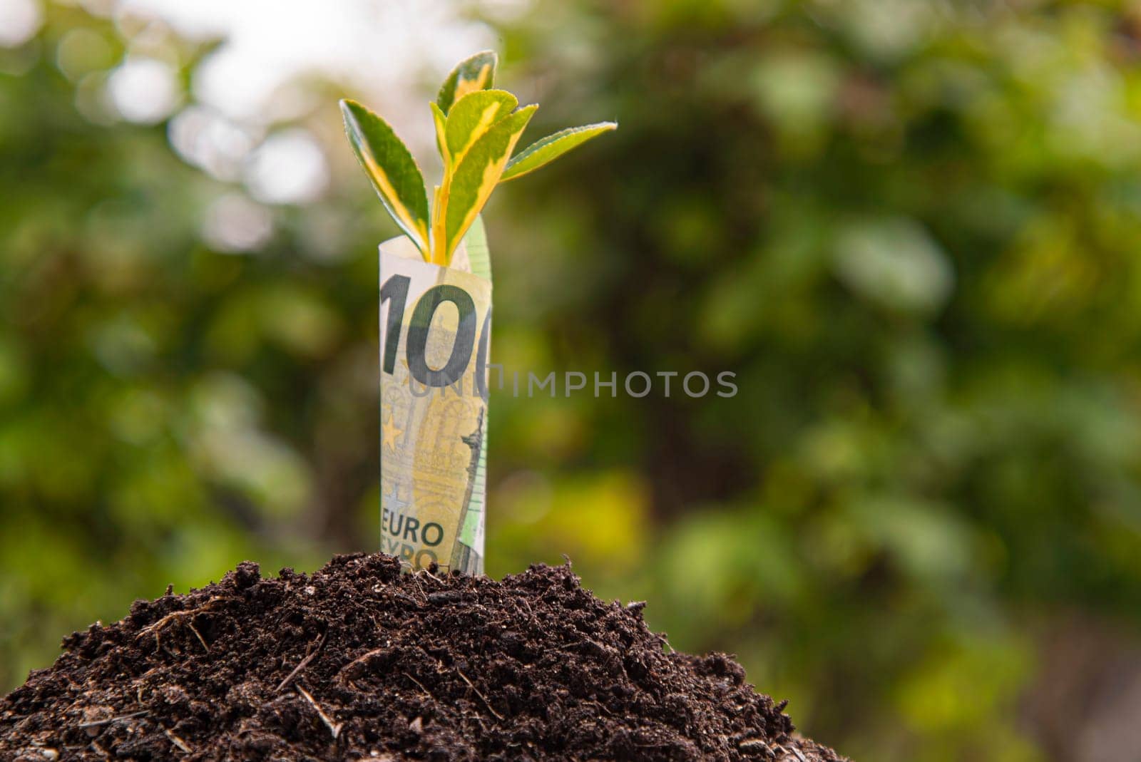 Small plant is growing from one hundred euro banknote surrounded by fertile soil, representing financial growth and investment