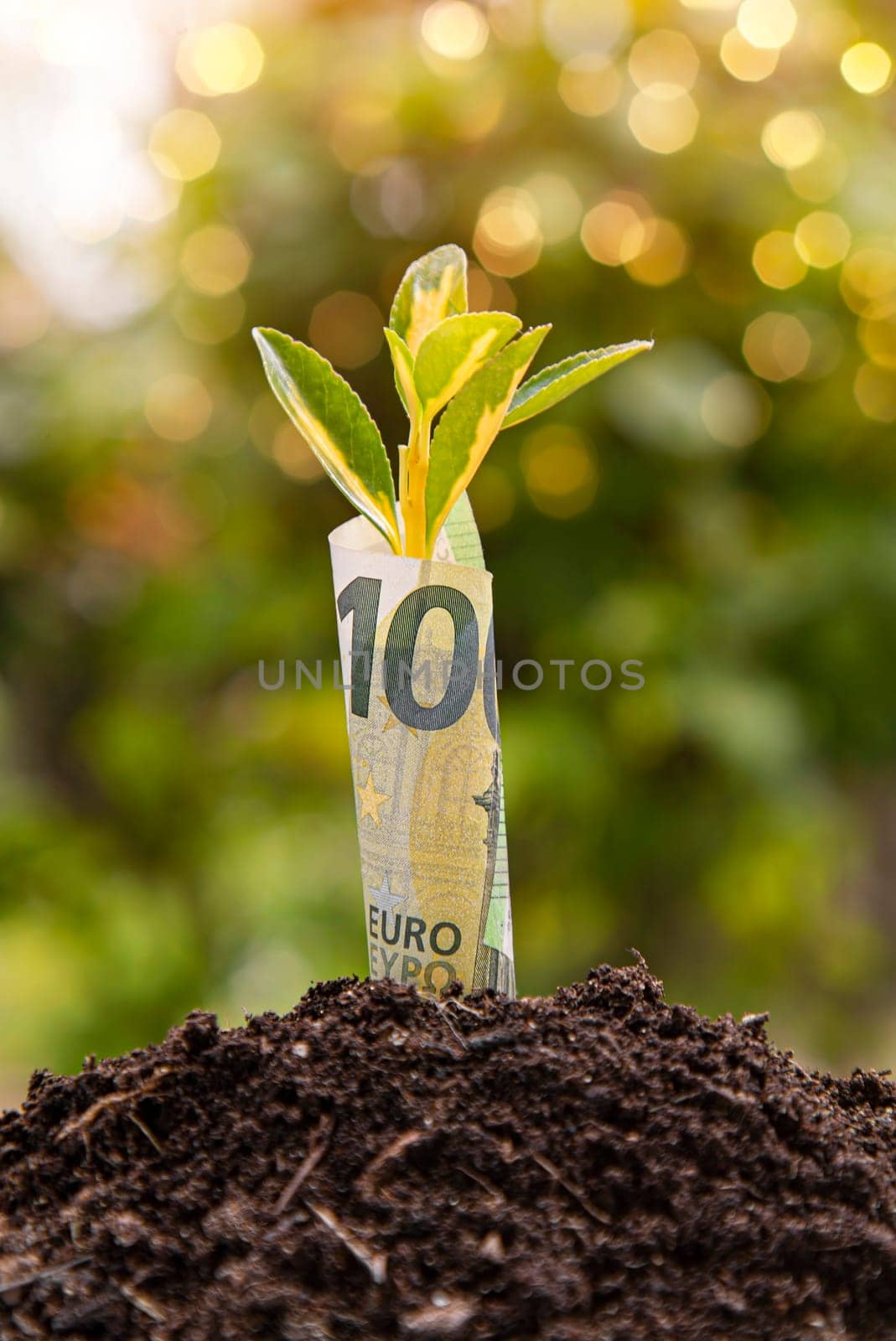 Small plant growing surrounded by a 100 euro banknote in fertile soil, symbolizing investment, savings, and financial growth
