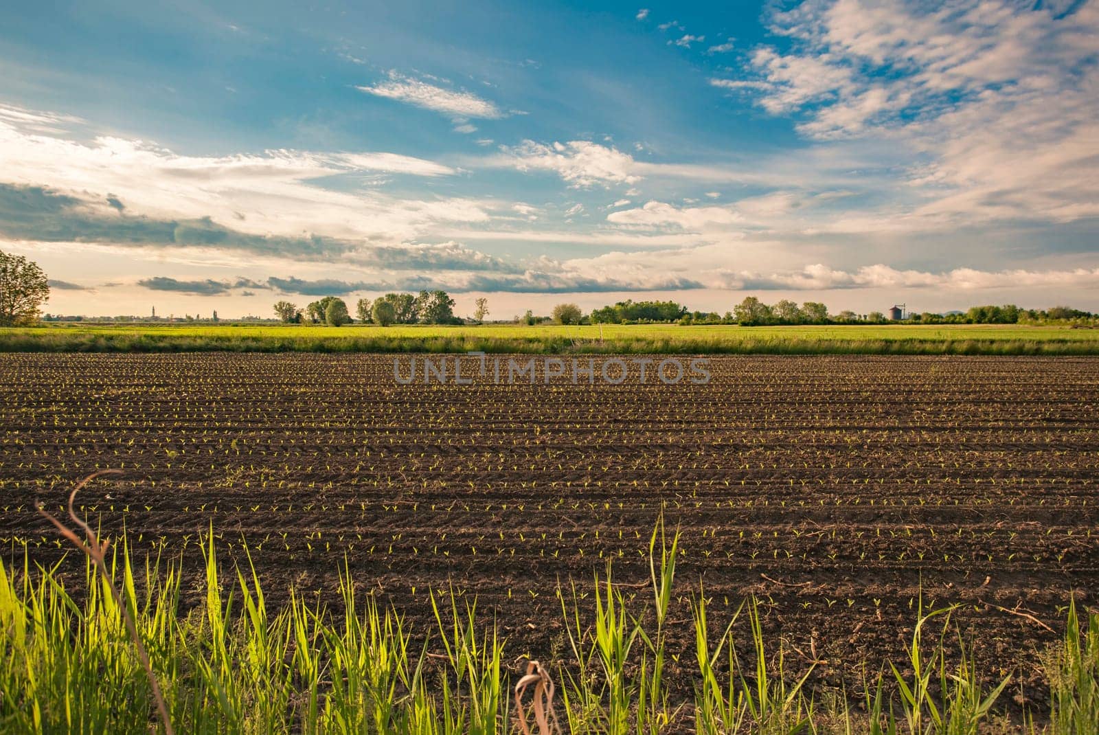 Rows of young corn plants growing in a fertile field, promising a bountiful harvest under a cloudy sky