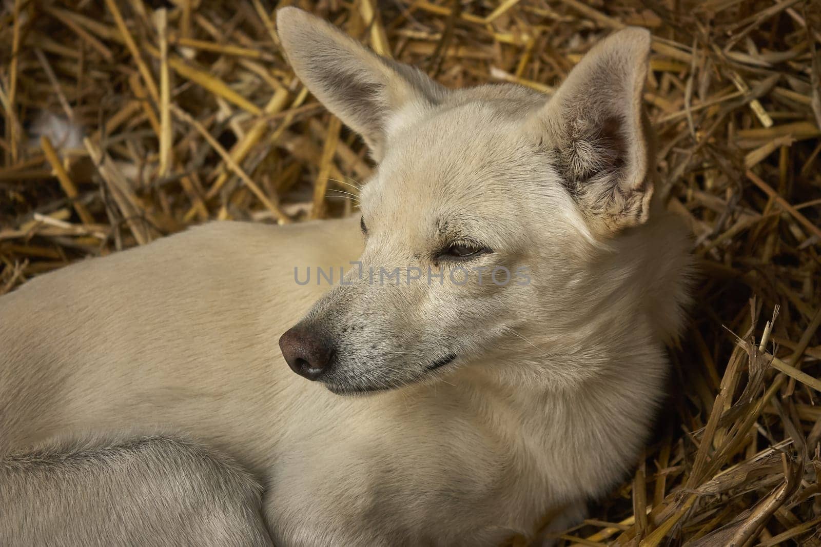 White dog resting on straw in bright sunlight, enjoying a moment of peace