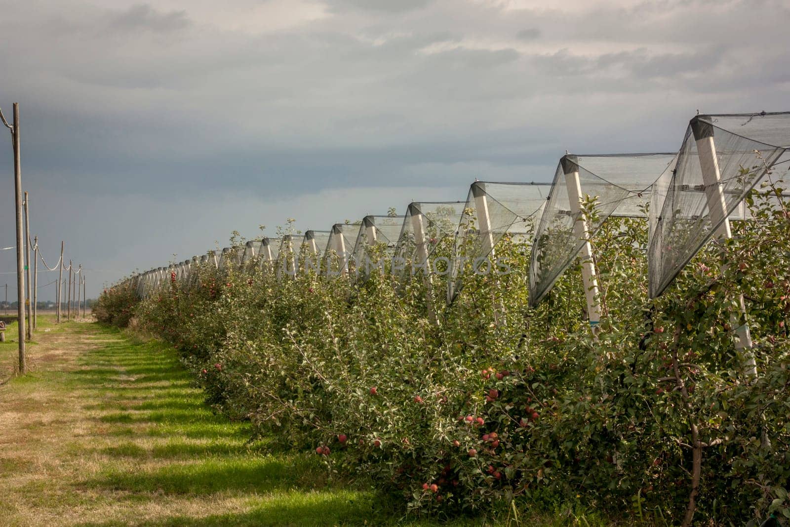 Rows of apple trees with protective netting in an orchard under a cloudy sky