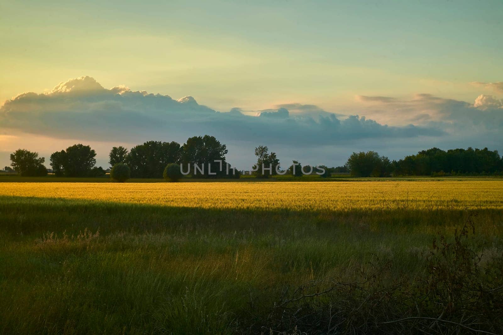 Golden hour sunlight bathes a wheat field and meadow, creating a picturesque rural landscape under a dramatic cloudscape