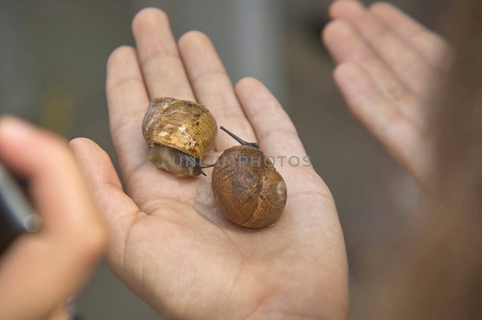 Two snails crawling on the open hand of a biologist, exploring the natural world