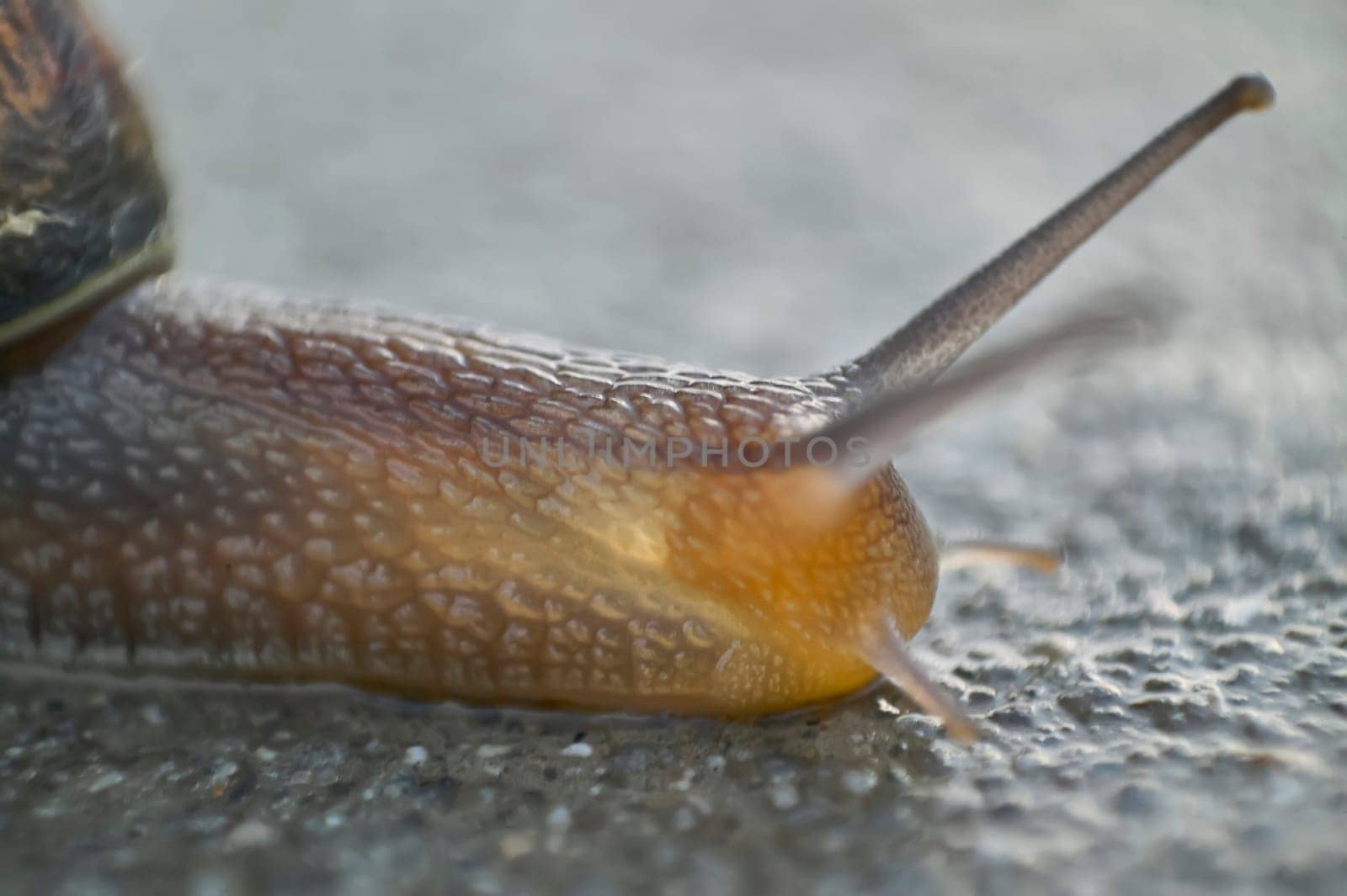 Close-up of a snail crawling on a concrete surface, its antennas raised, exploring its surroundings