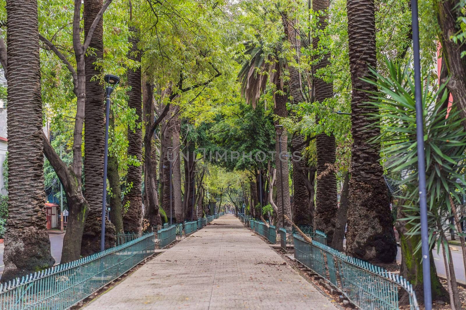 Lush green street in the Condesa neighborhood, Mexico City. Urban oasis with vibrant vegetation, offering tranquility and charm in the heart of a bustling metropolis. Nature and city harmony concept.