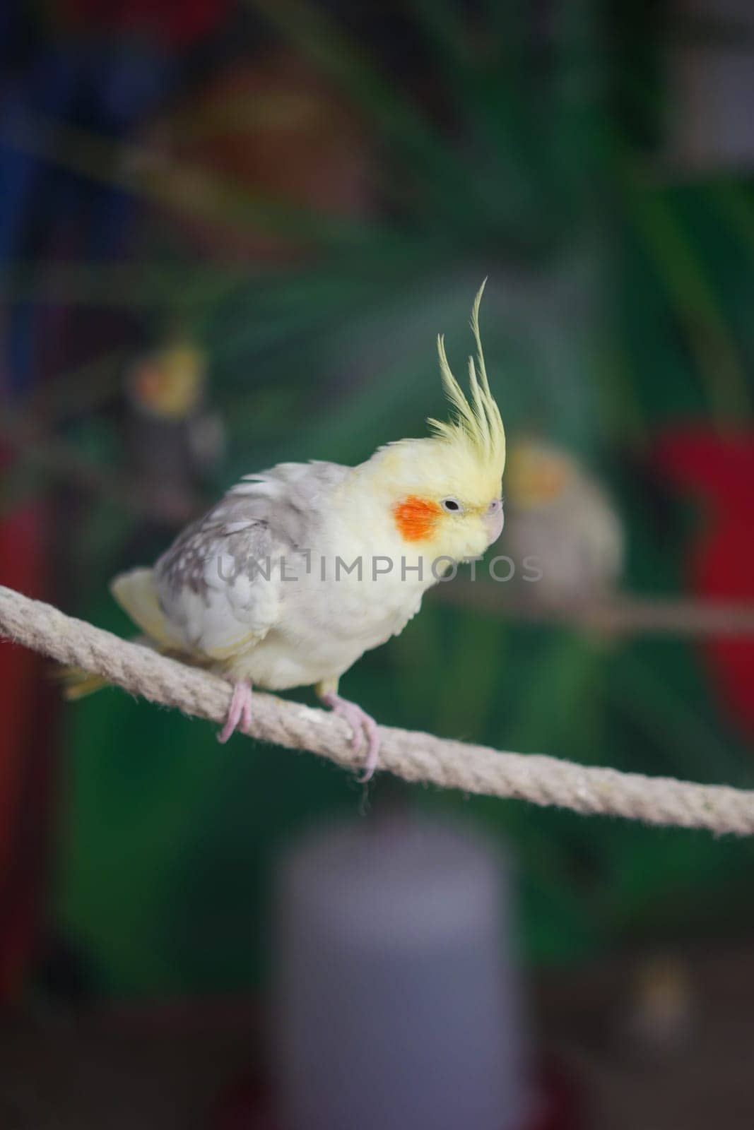 A bright and colorful cockatiel with a strikingly beautiful crest perched on a rope perch