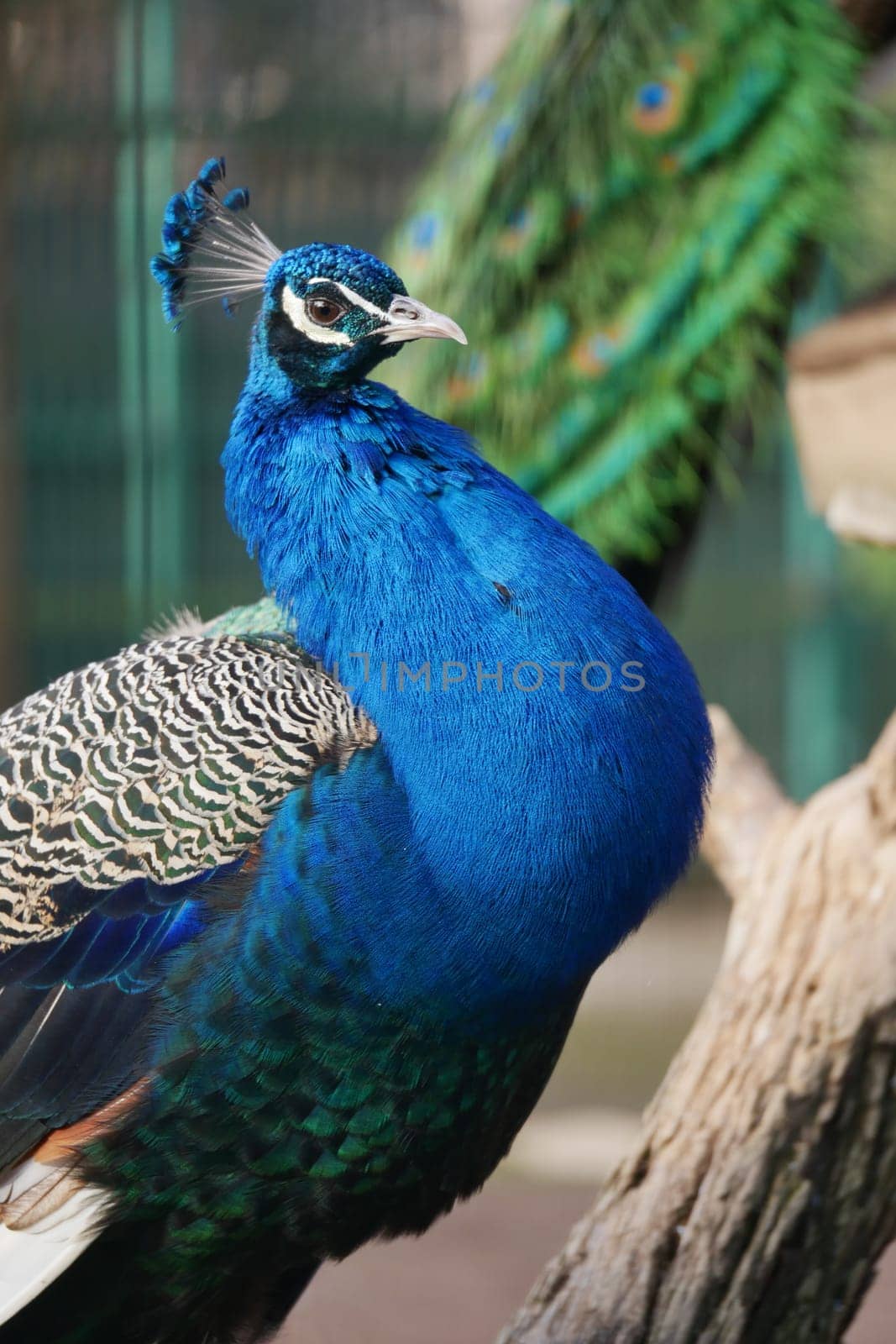 A stunning peacock is proudly showcasing its vibrant blue plumage amidst the beauty of nature