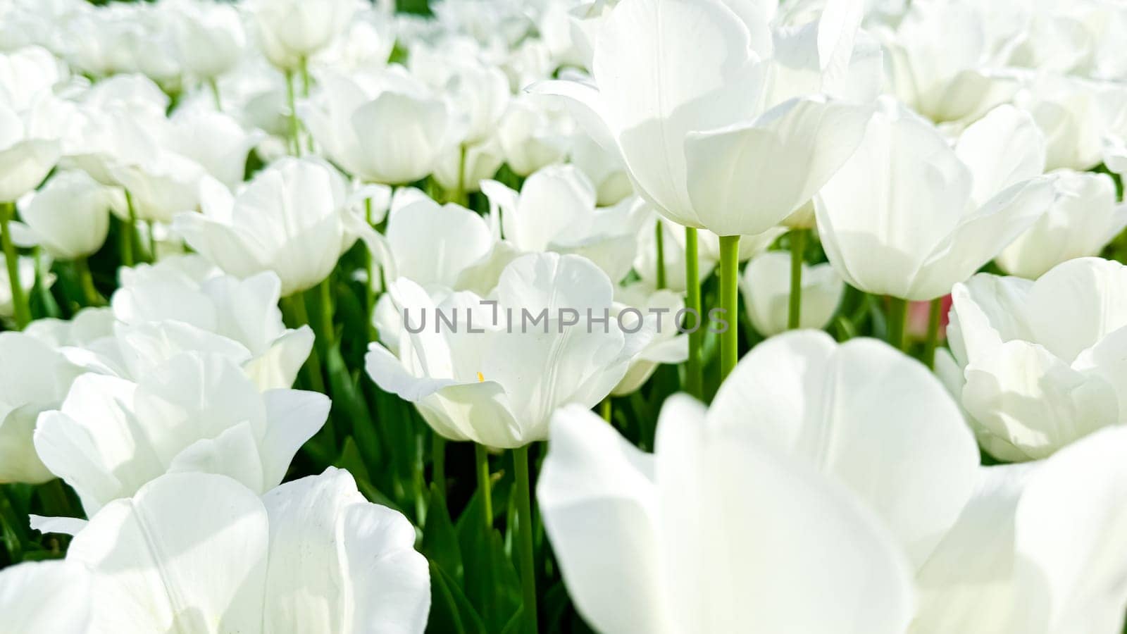 Floral background. Field of white tulips with delicate petals and yellow stamens bathed in sunlight, signifying fresh start of spring and summer in tulip garden. High quality photo