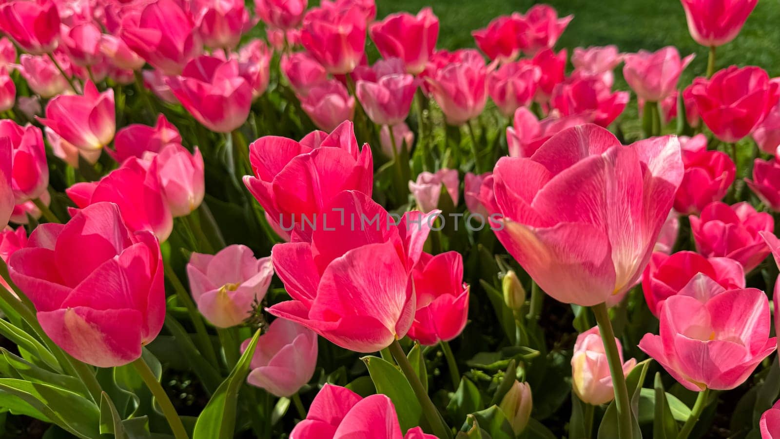Vivid pink tulips blooming in spring garden, close up view with sunlit petals and fresh green leaves. Love and summer season concept. High quality photo