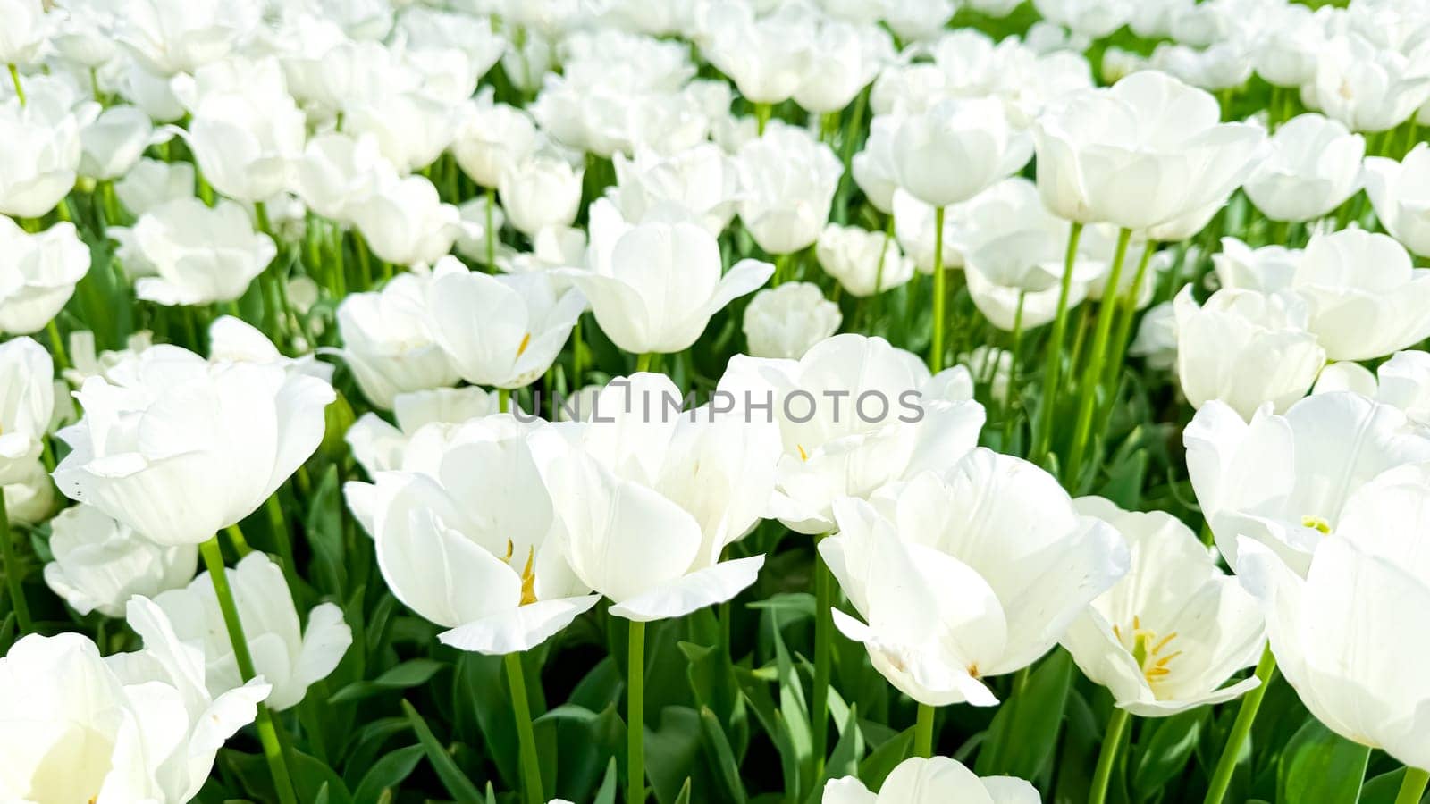 Floral background. Field of white tulips with delicate petals and yellow stamens bathed in sunlight, signifying fresh start of spring and summer in tulip garden. High quality photo