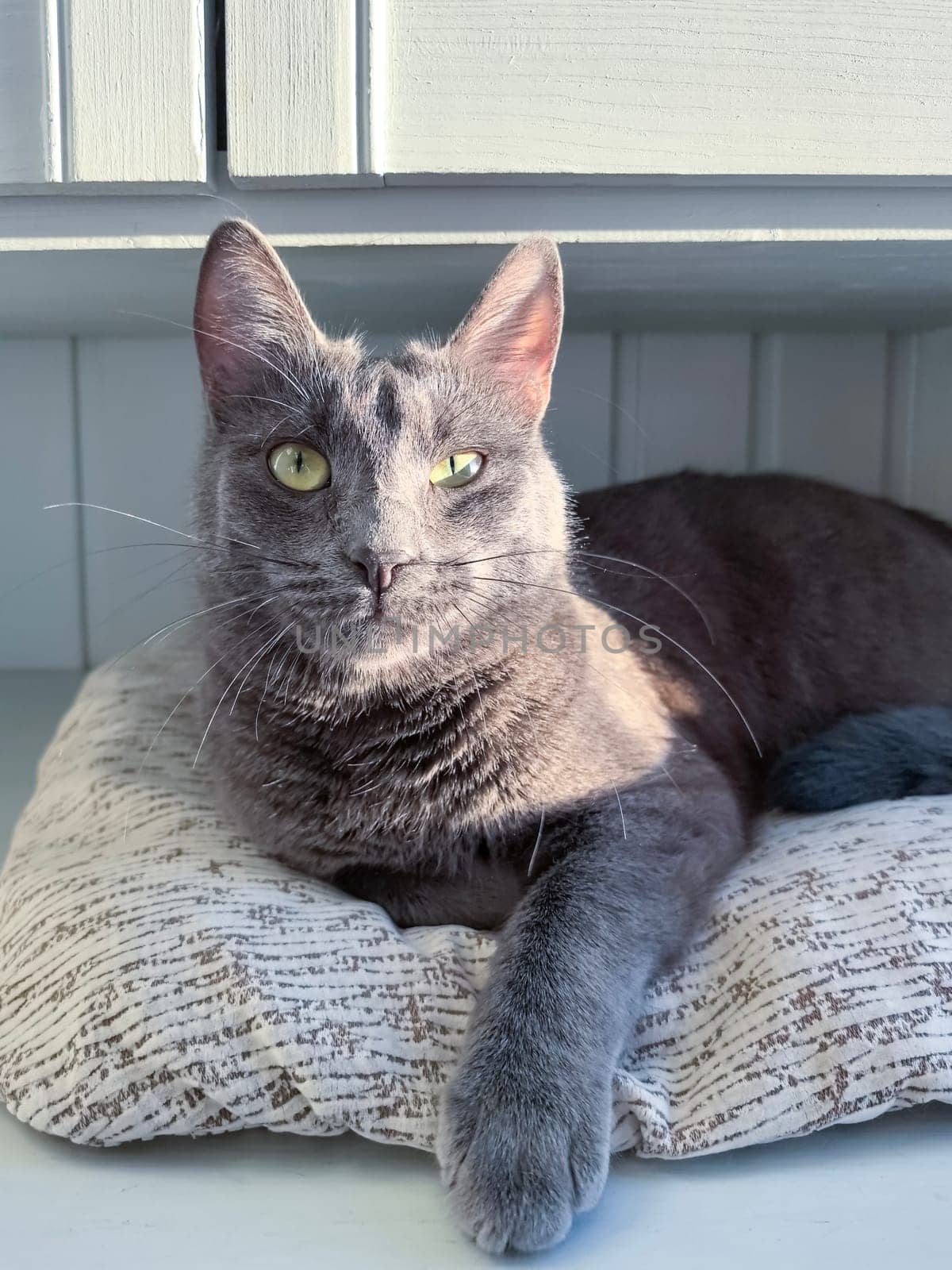 A gray cat resting on a pillow under a blue cabinet on a balcony. Photo taken with a smartphone.