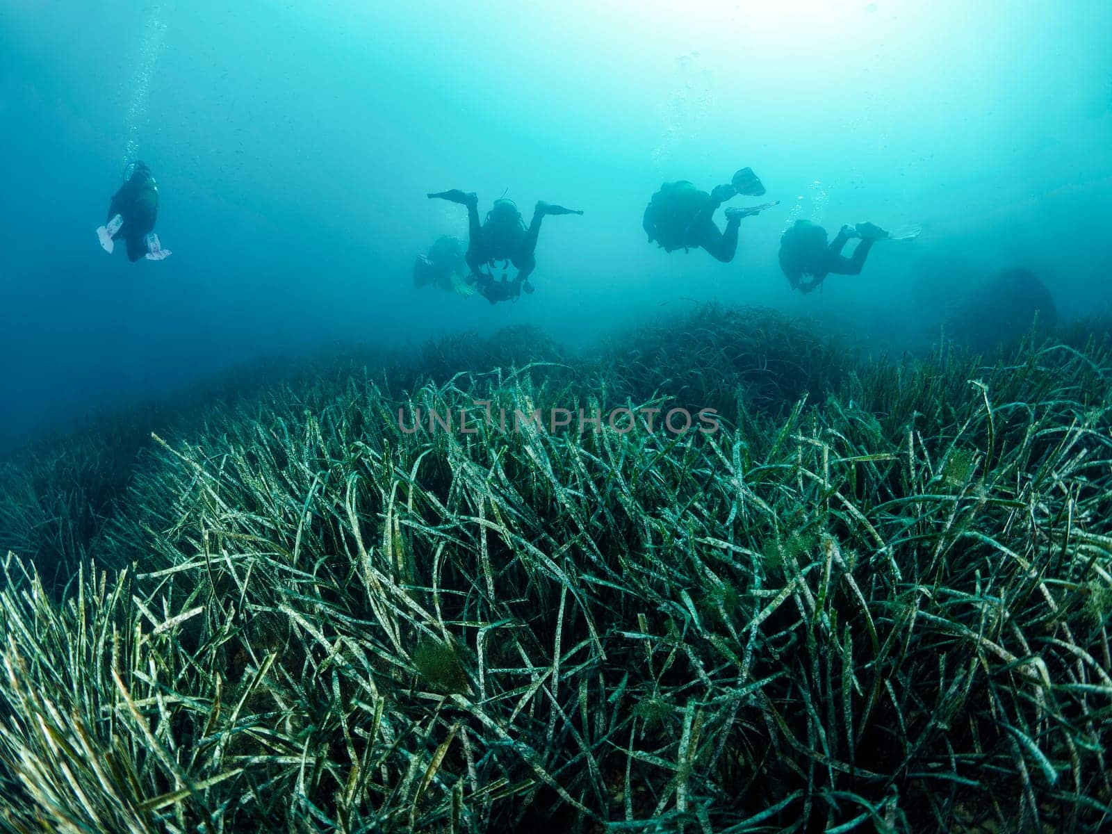 group of scuba divers in wetsuit and fins diving above bottom with green seaweed in deep sea with clear water, concept of active leisure and underwater adventure