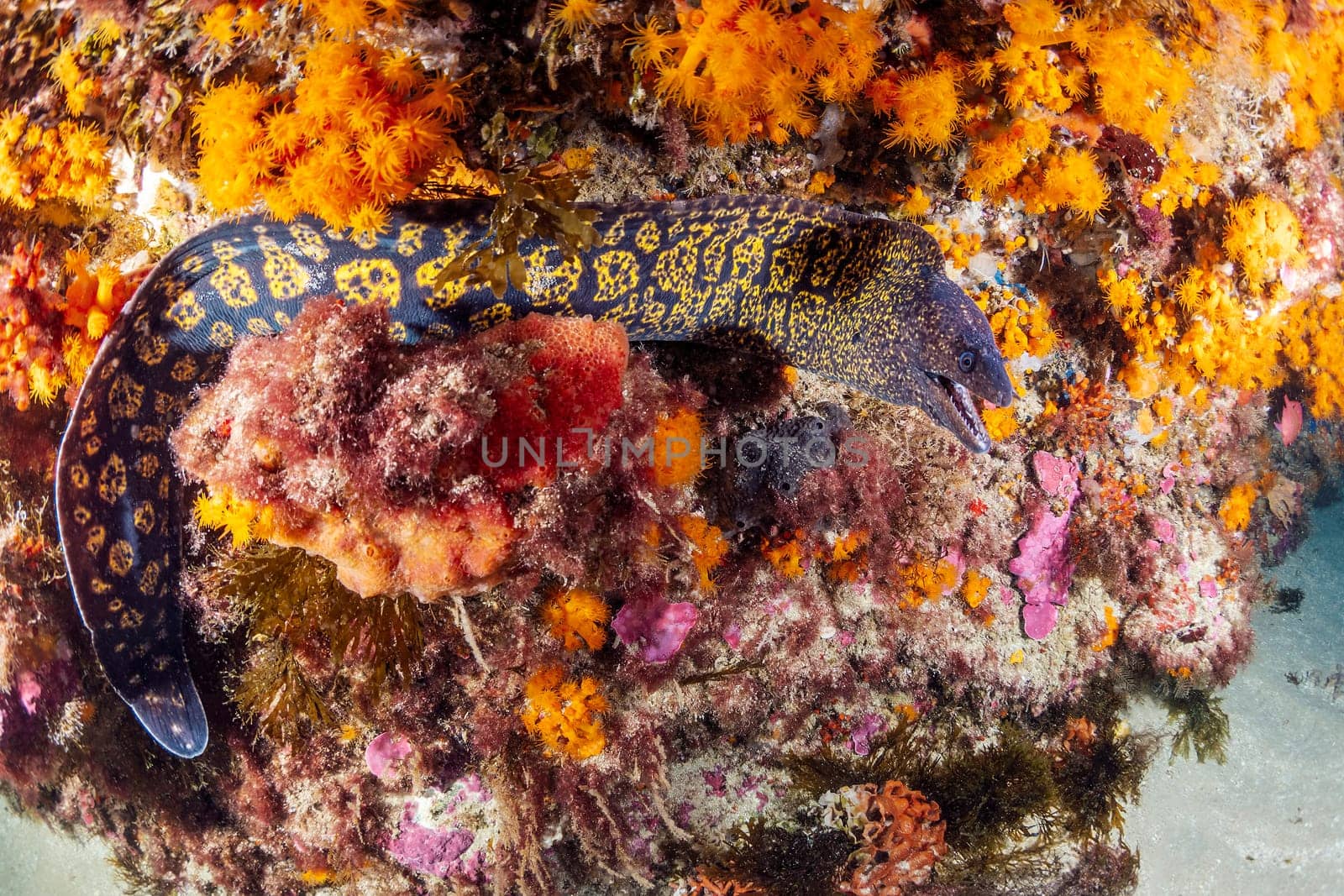 wild moray fish with yellow spots on sandy bottom near reef with colorful coral in deep sea with clear water, concept of underwater wildlife and marine fauna, copyspace for text