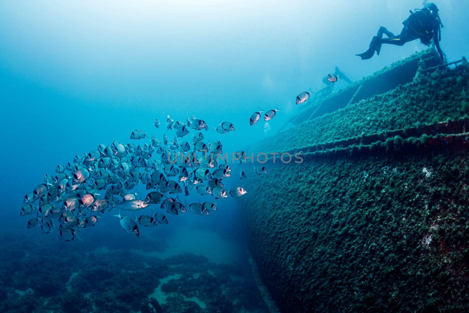 school of fish swimming next to a diver who is diving in the wreck of an old sunken ship on the bottom of deep blue sea, concept of underwater adventure and marine wildlife
