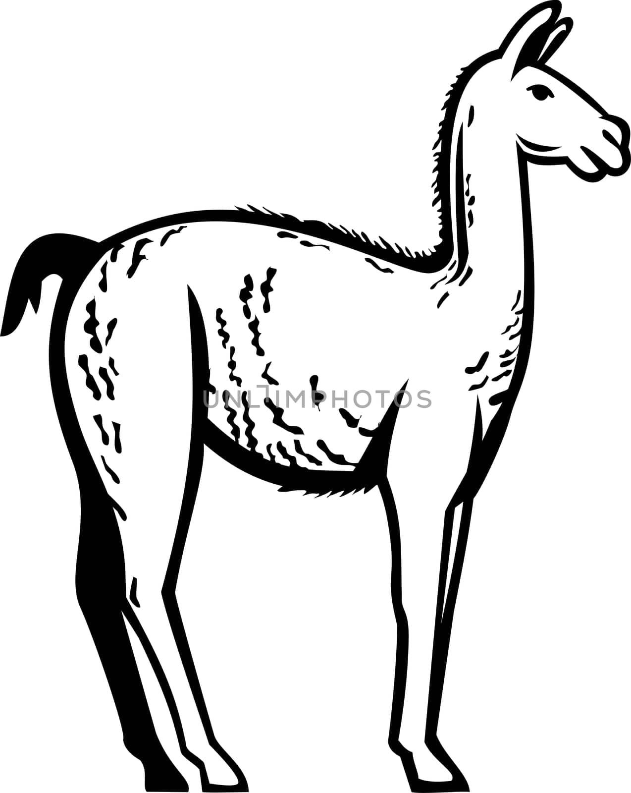 Mascot illustration of wild guanaco or Lama guanicoe, a camelid native to South America, closely related to the llama viewed from side on isolated background in retro style.