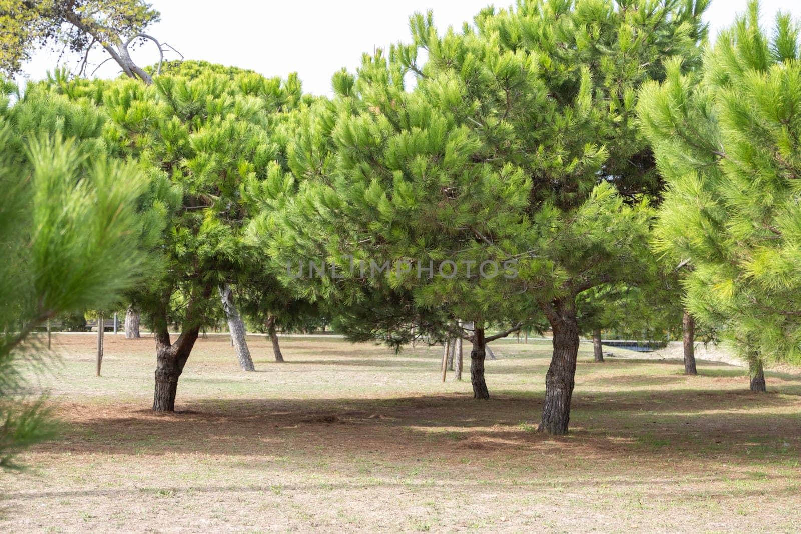 Coniferous trees in the park. Mid shot