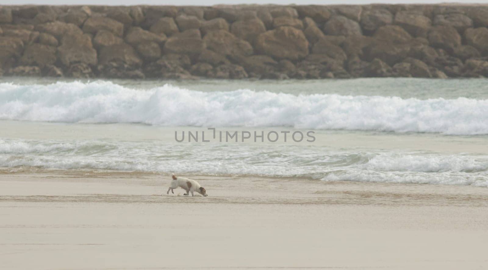 Curious little domestic dog running to the sea on the sand by Studia72