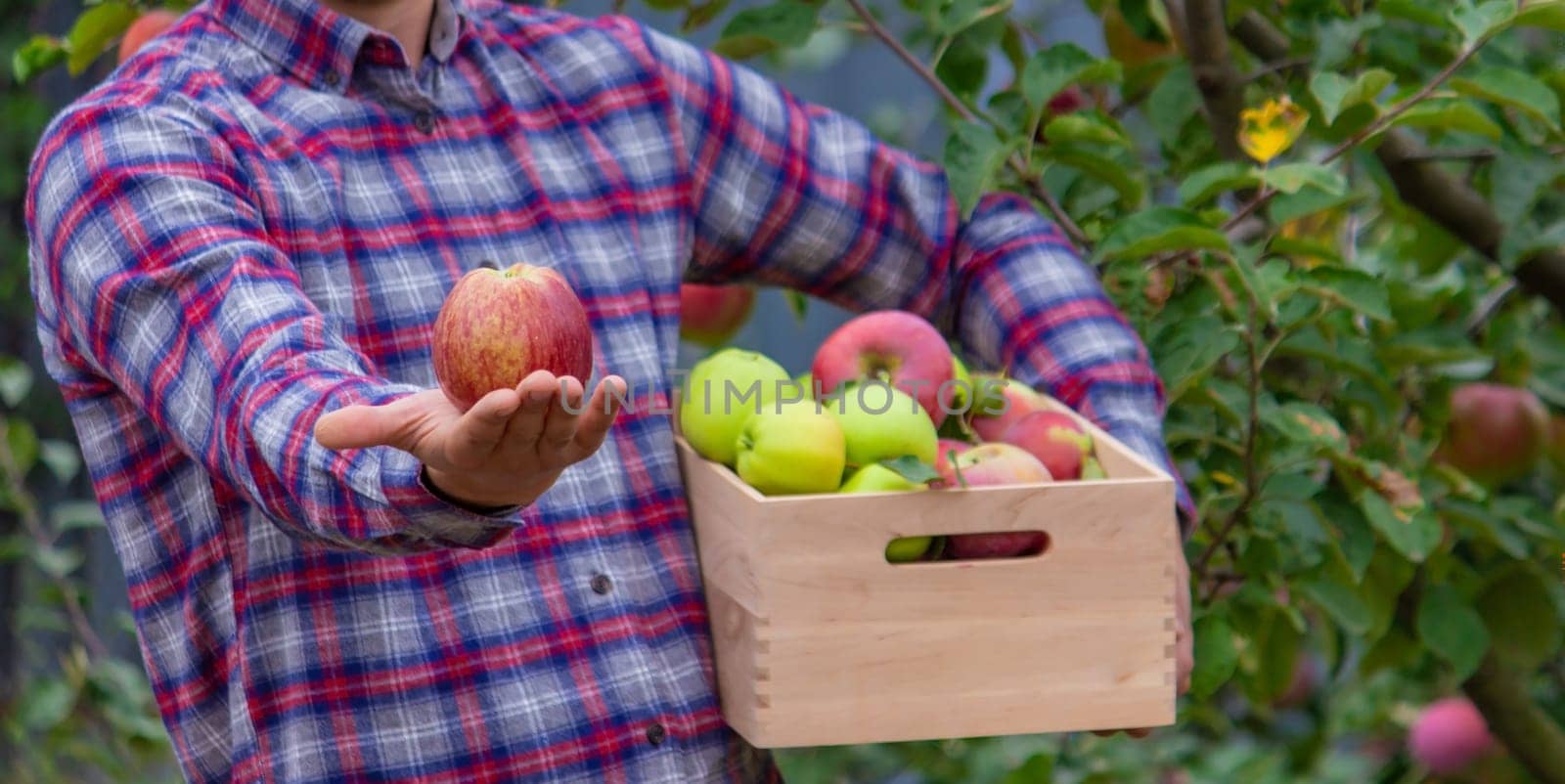 the farmer collects apples in the garden in a wooden box. Selective focus