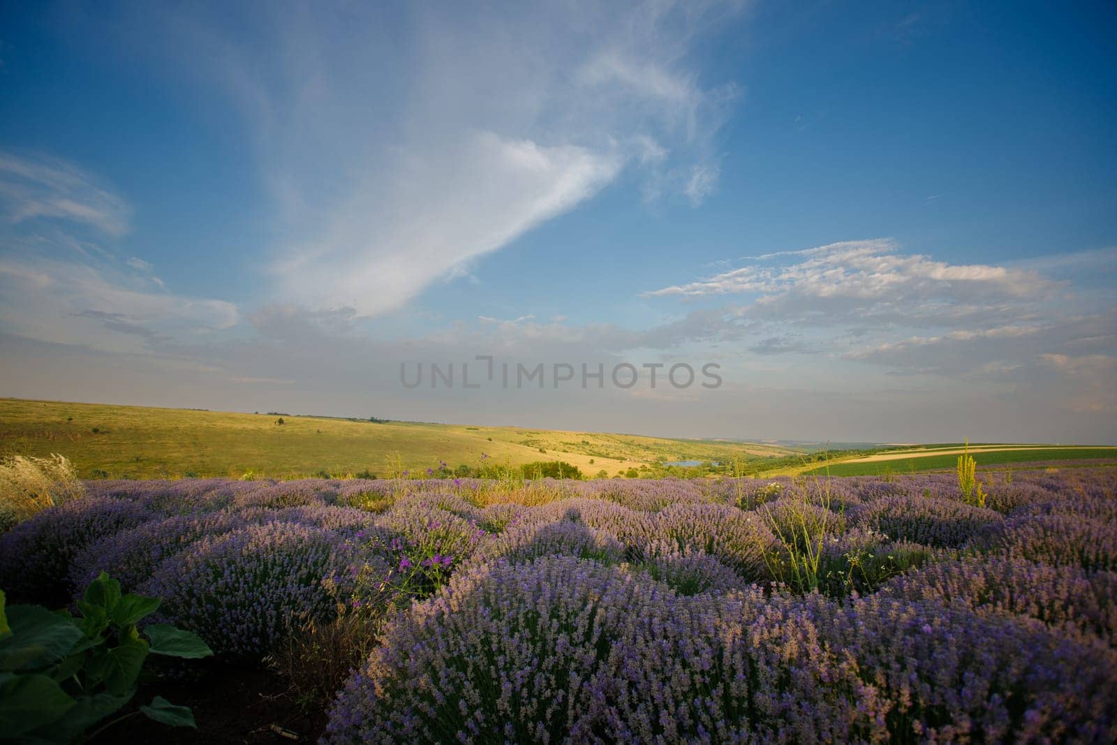 Lavender flower field, image for natural background. Very nice view of the lavender fields.