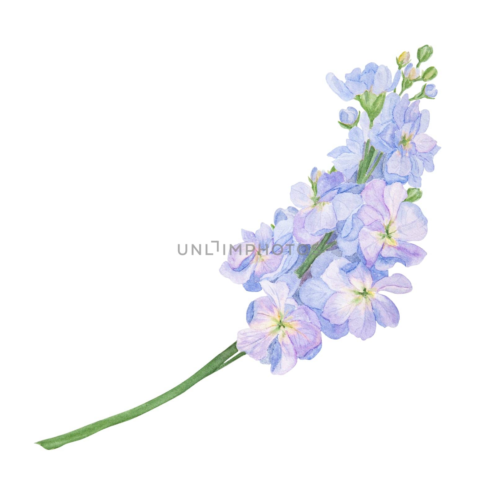 Garden blue stock, gillyflower watercolor illustration. Hand drawn botanical painting, floral sketch. Colorful sweet pea flower clipart for summer or autumn design of wedding invitation, prints, greetings, sublimation, textile