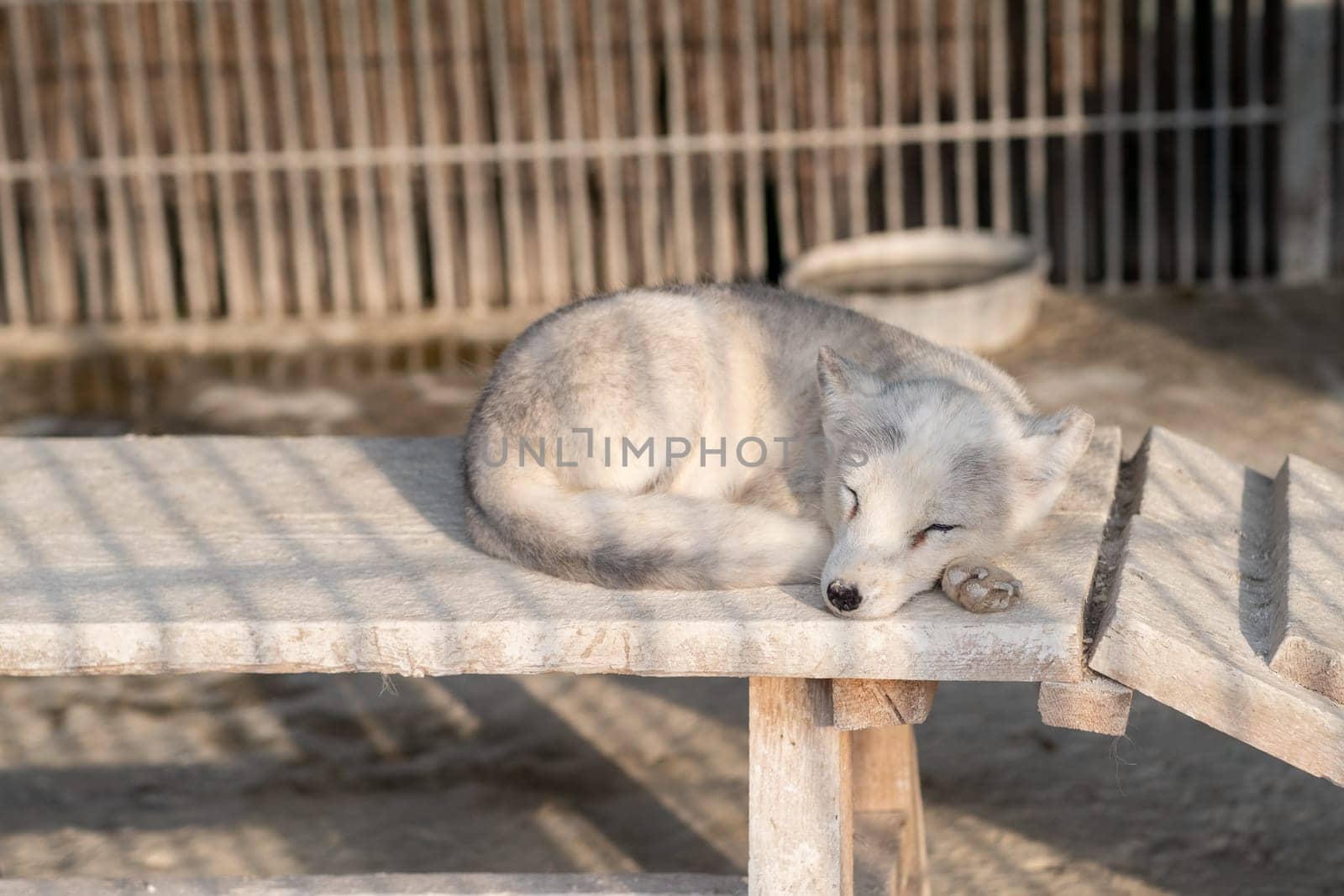 White Arctic fox resting and sleeping in the zoo. The animal sleeps curled up in a ball.