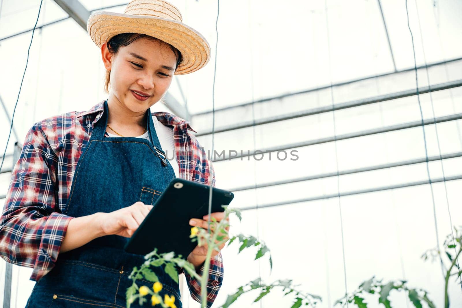 Tablet aids agronomist in tomato farm study for enhanced yield. Woman biologist inspects growth data of healthy green plants. Hydroponic irrigation in botanical science research.