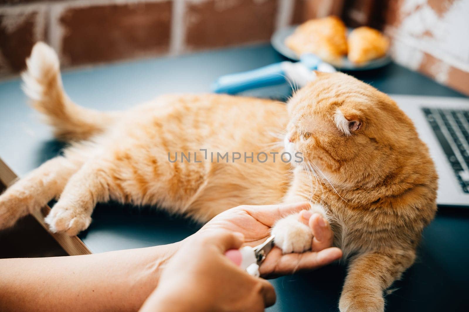 In a veterinary hospital, girl takes care of orange cat, trimming its nails with precision. close examination highlights expertise and dedication involved in cat nail care, ensuring pet well-being.