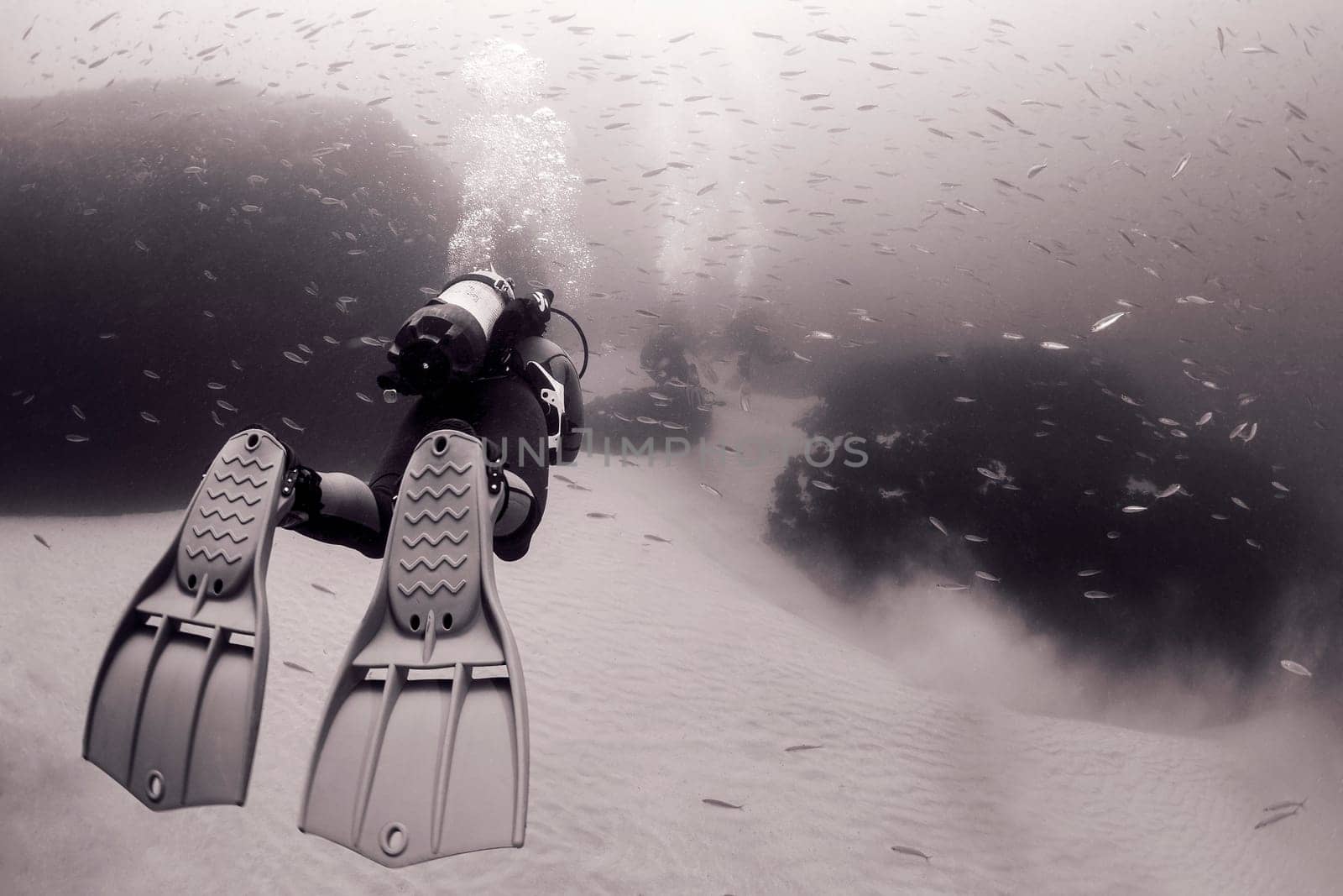 scuba diver in wetsuit and fins diving near sandy bottom of deep ocean with school of fish, concept of underwater adventure and active lifestyle