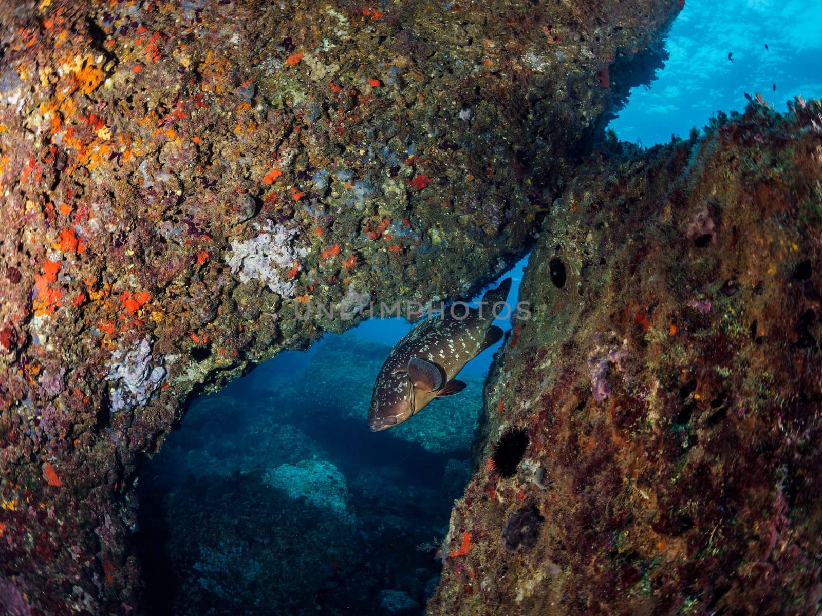 big black spotted Epinephelus fish swimming near rocky formation with colorful coral in deep blue sea in clear water, concept of marine wildlife and underwater fauna