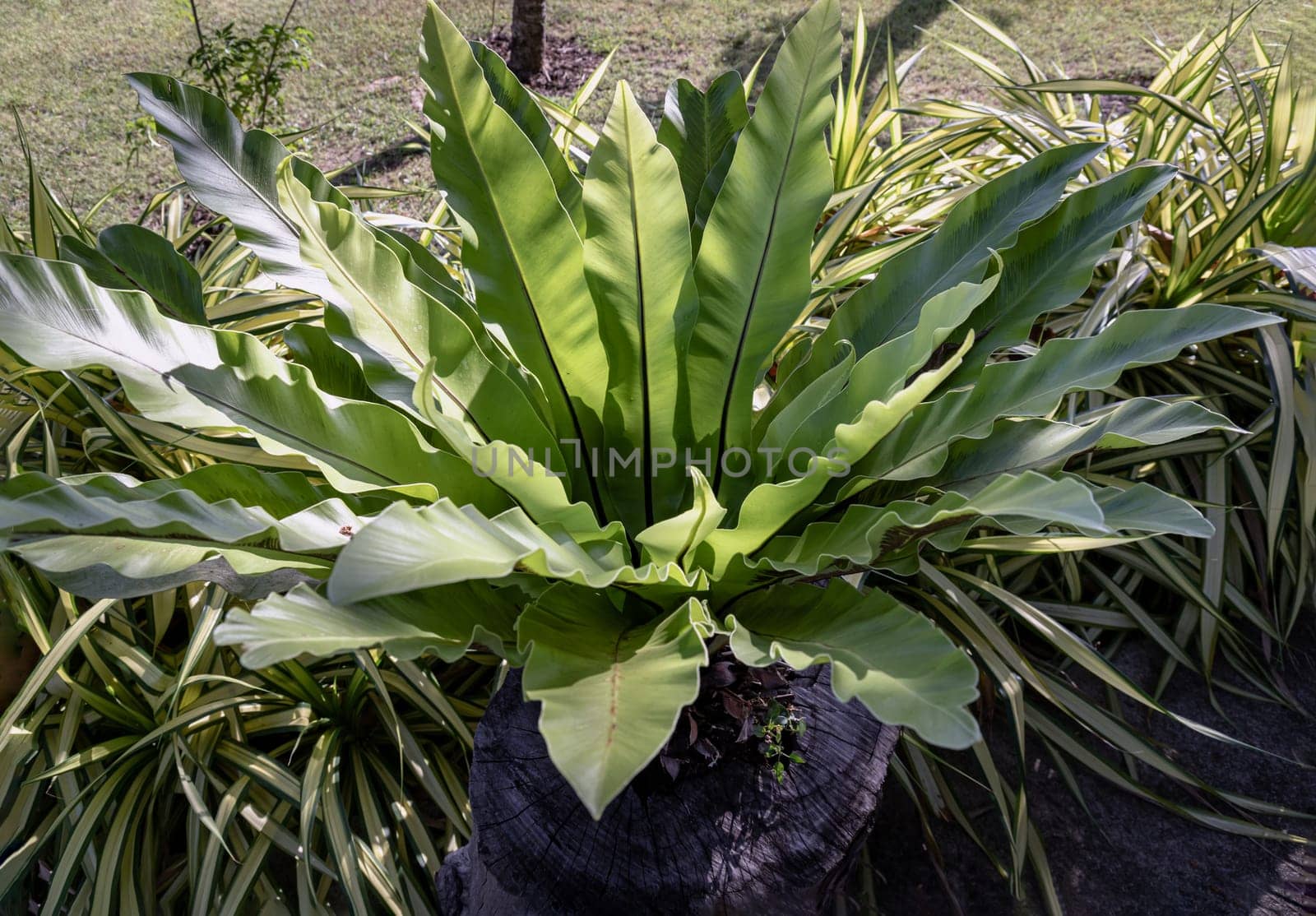 Bird's-nest fern Asplenium nidus planted on Big wood log in a shady area of the city park by morning. use it as your Wallpaper, Poster and Copy space, Selective focus.