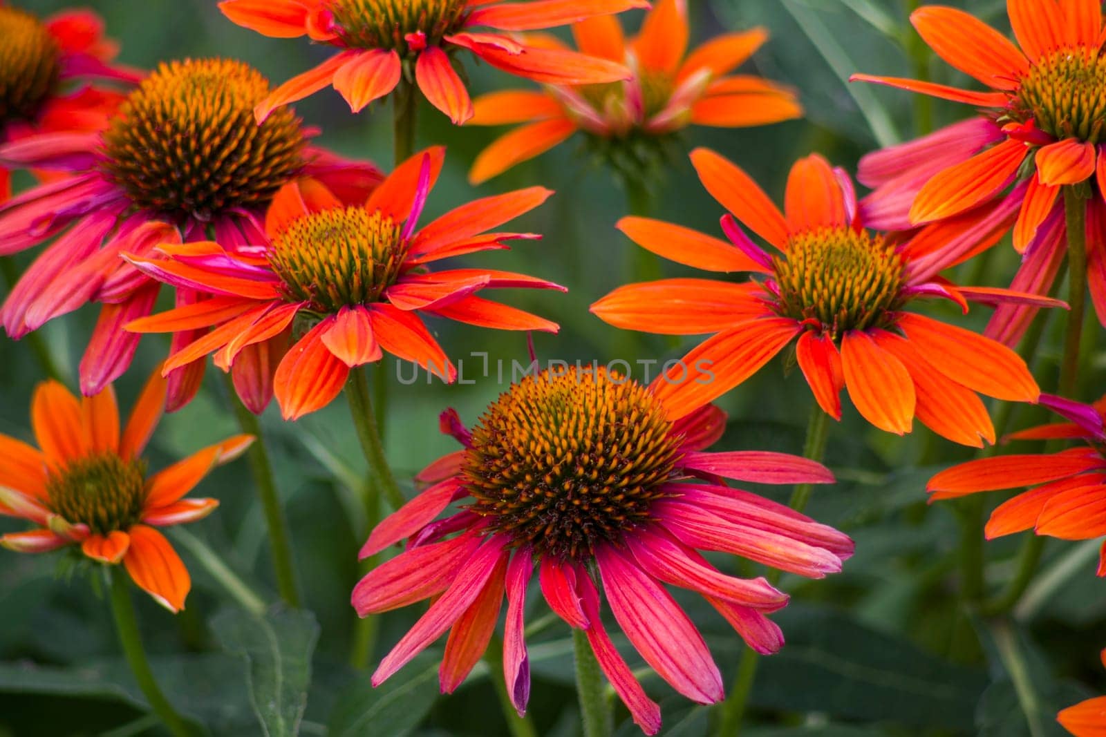 echinacea - coneflowers in the garden - soft focus