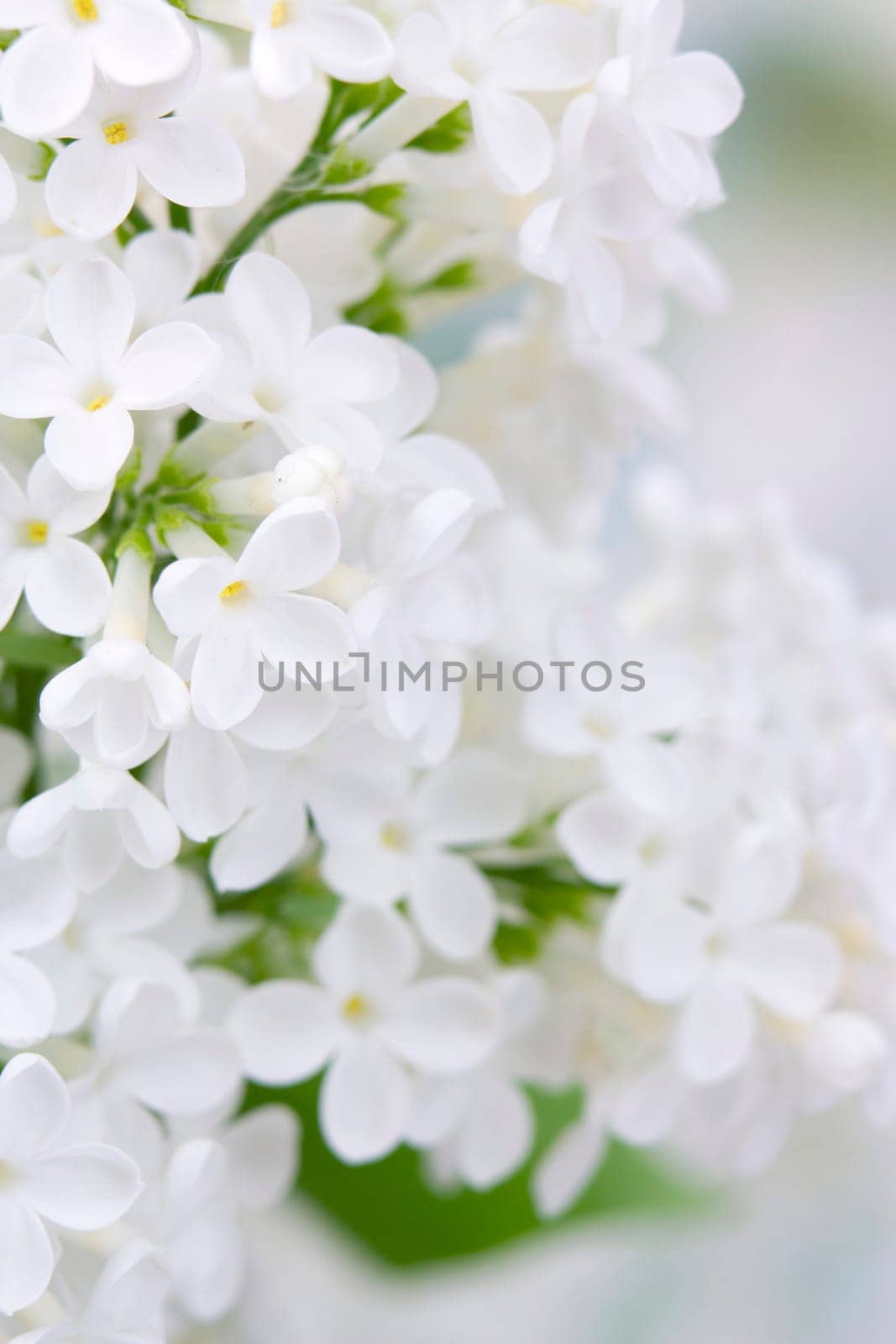 Blooming lilac flowers. Macro photo.
