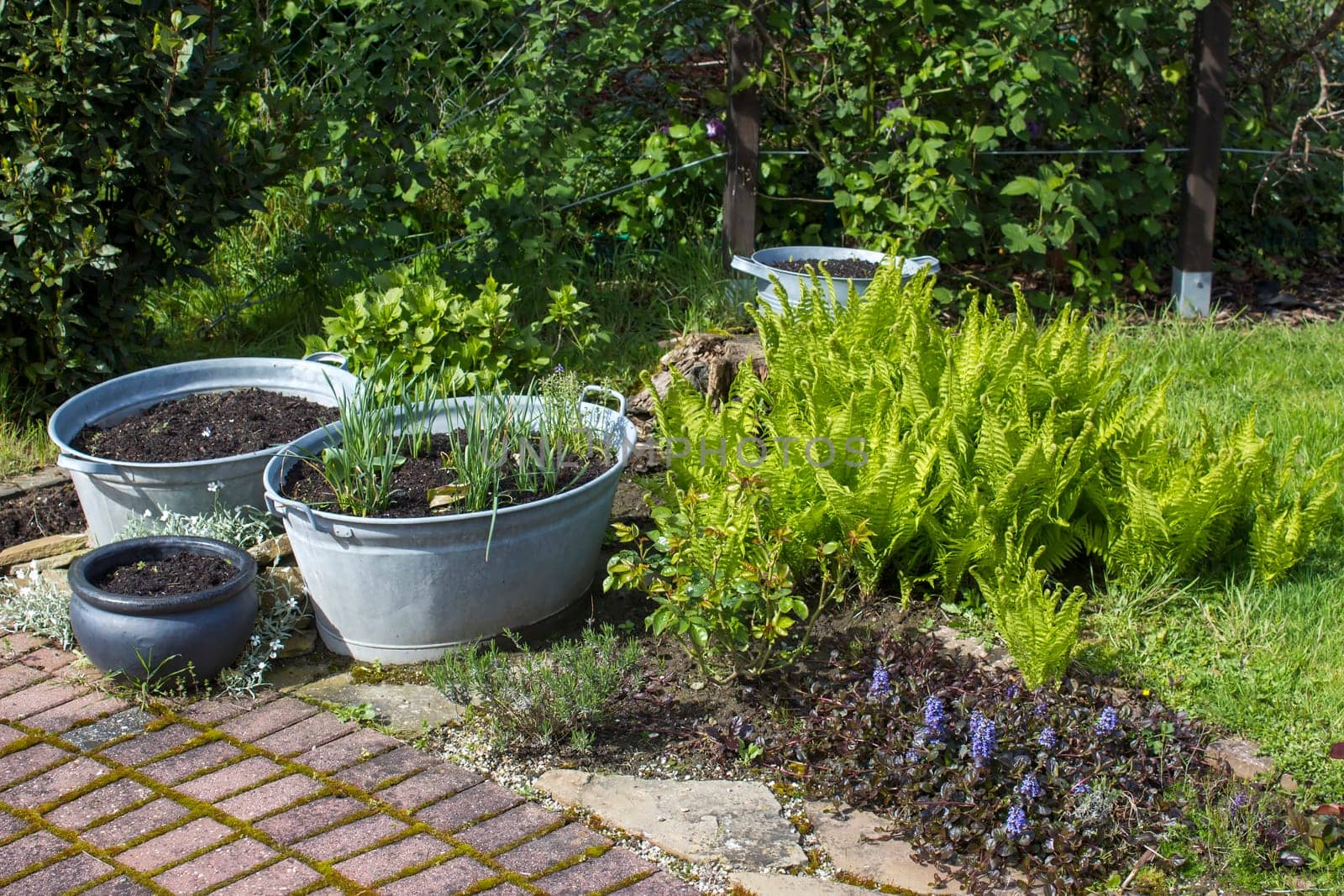 rustic garden -  fern and plants in tin tub