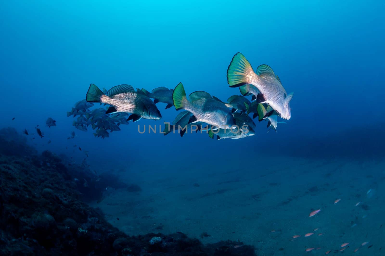 school of black drum fish swimming together in deep blue sea with clear water, concept of marine wildlife and underwater fauna, copyspace for text
