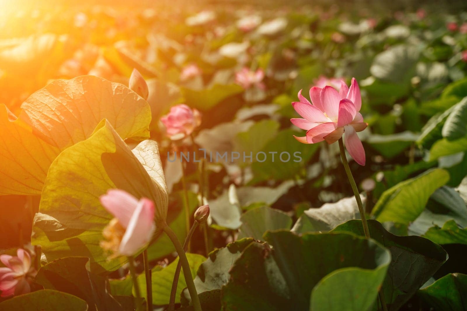 A pink lotus flower sways in the wind, Nelumbo nucifera. Against the background of their green leaves. Lotus field on the lake in natural environment