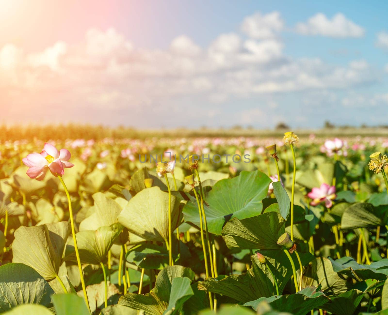 A pink lotus flower sways in the wind, Nelumbo nucifera. Against the background of their green leaves. Lotus field on the lake in natural environment