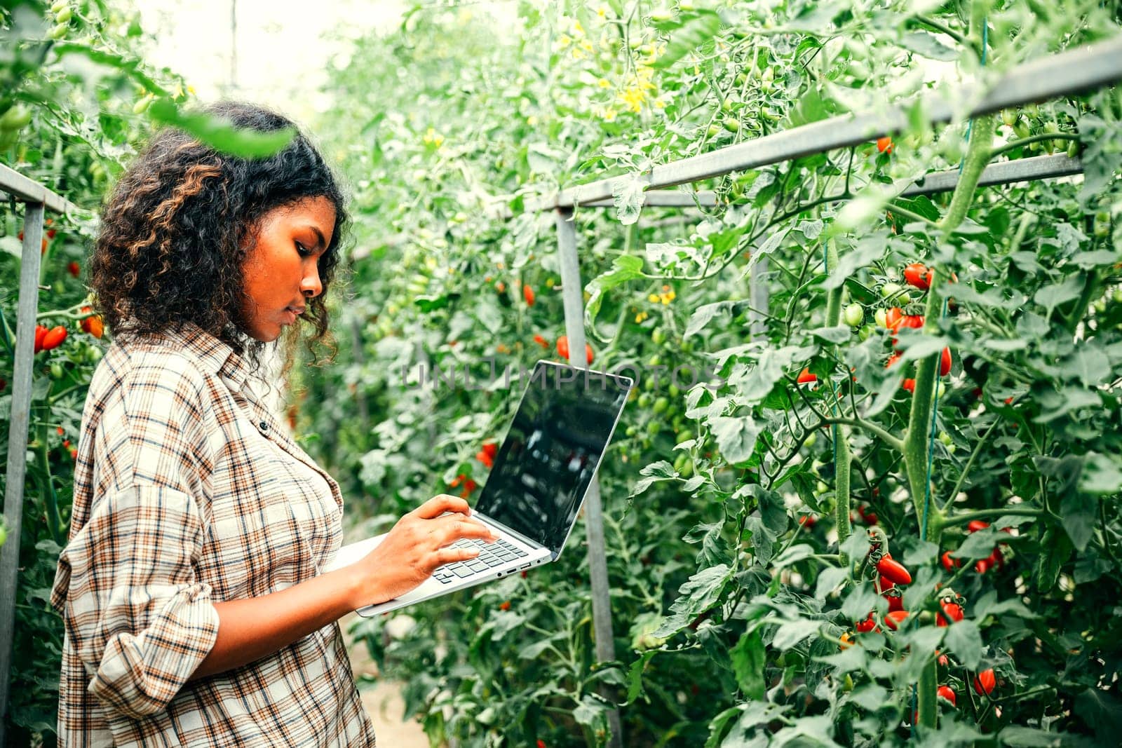 In a tomato greenhouse a female farmer checks veggie quality using a laptop. Smiling portrait exhibits expertise innovative farming and careful attention to growth.