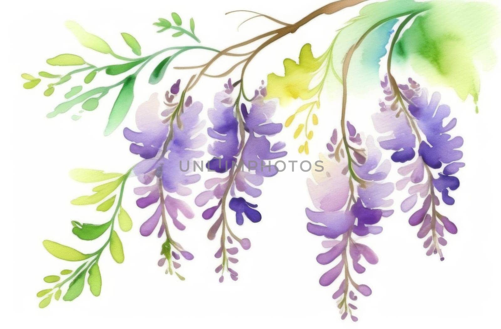 Wisteria hang down. Watercolor painting on a white background