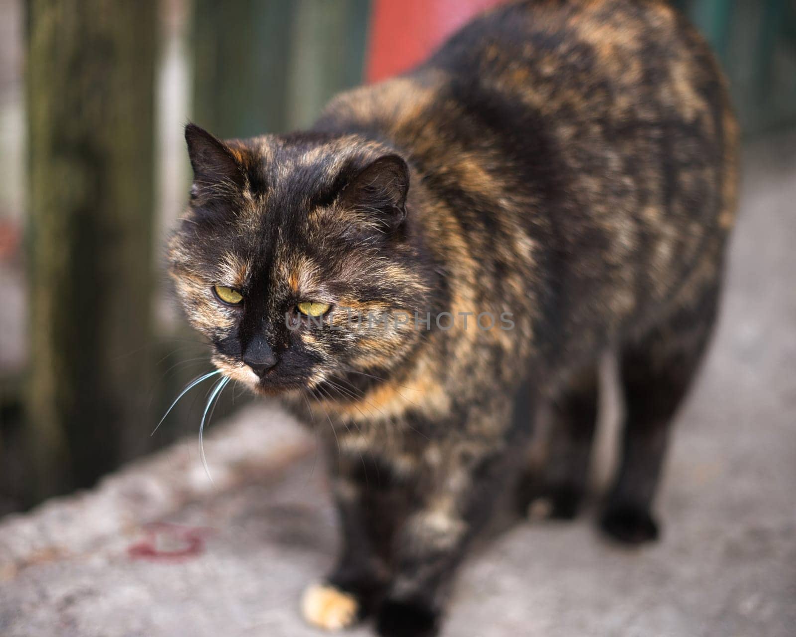 a purebred cat walking on the street. High quality photo