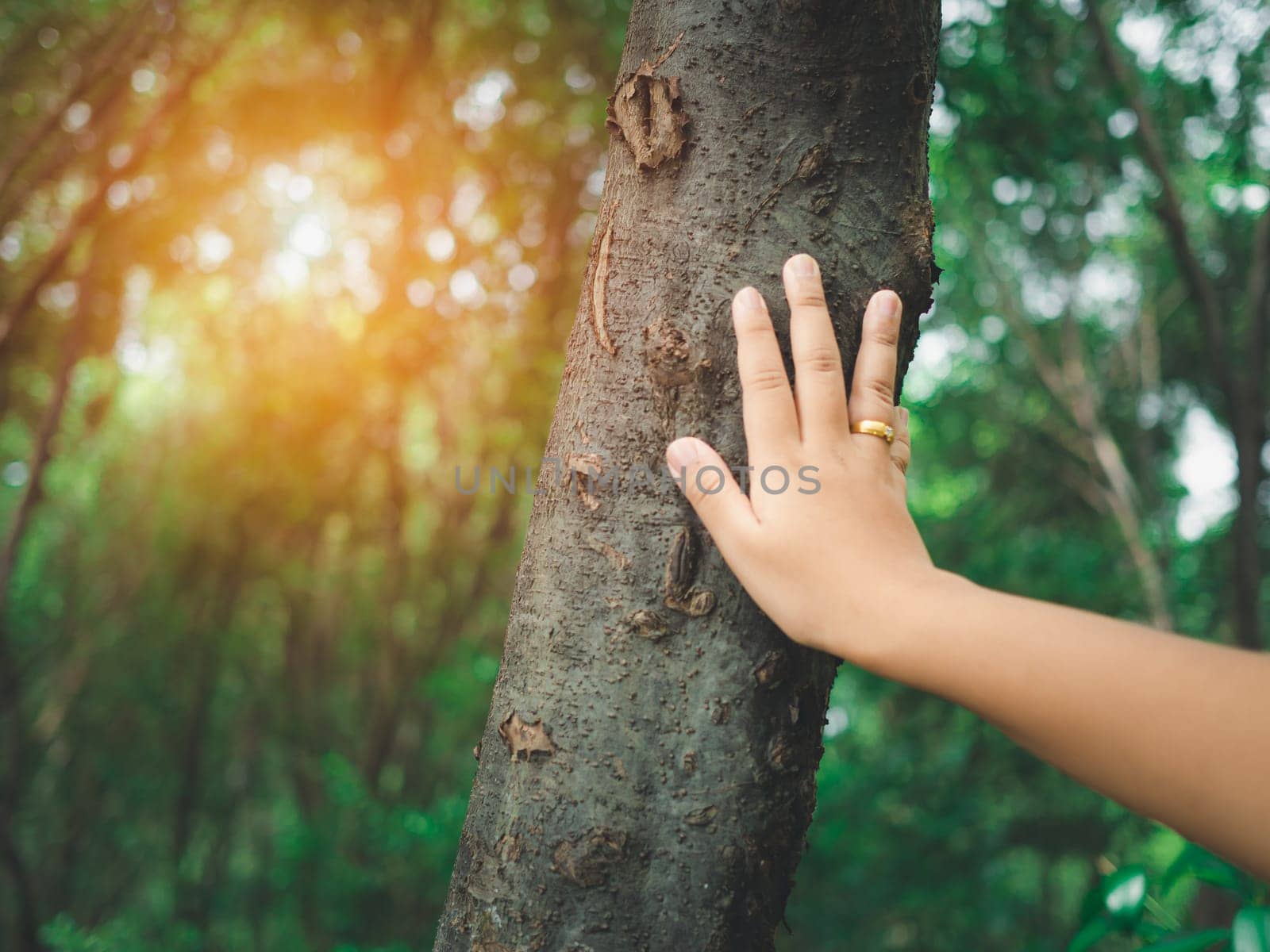 Human hand touching tree in the forest. Concept of people love nature and tree to protect from deforestation and pollution or climate change. earth day concept.Environmental protection concept. by Unimages2527