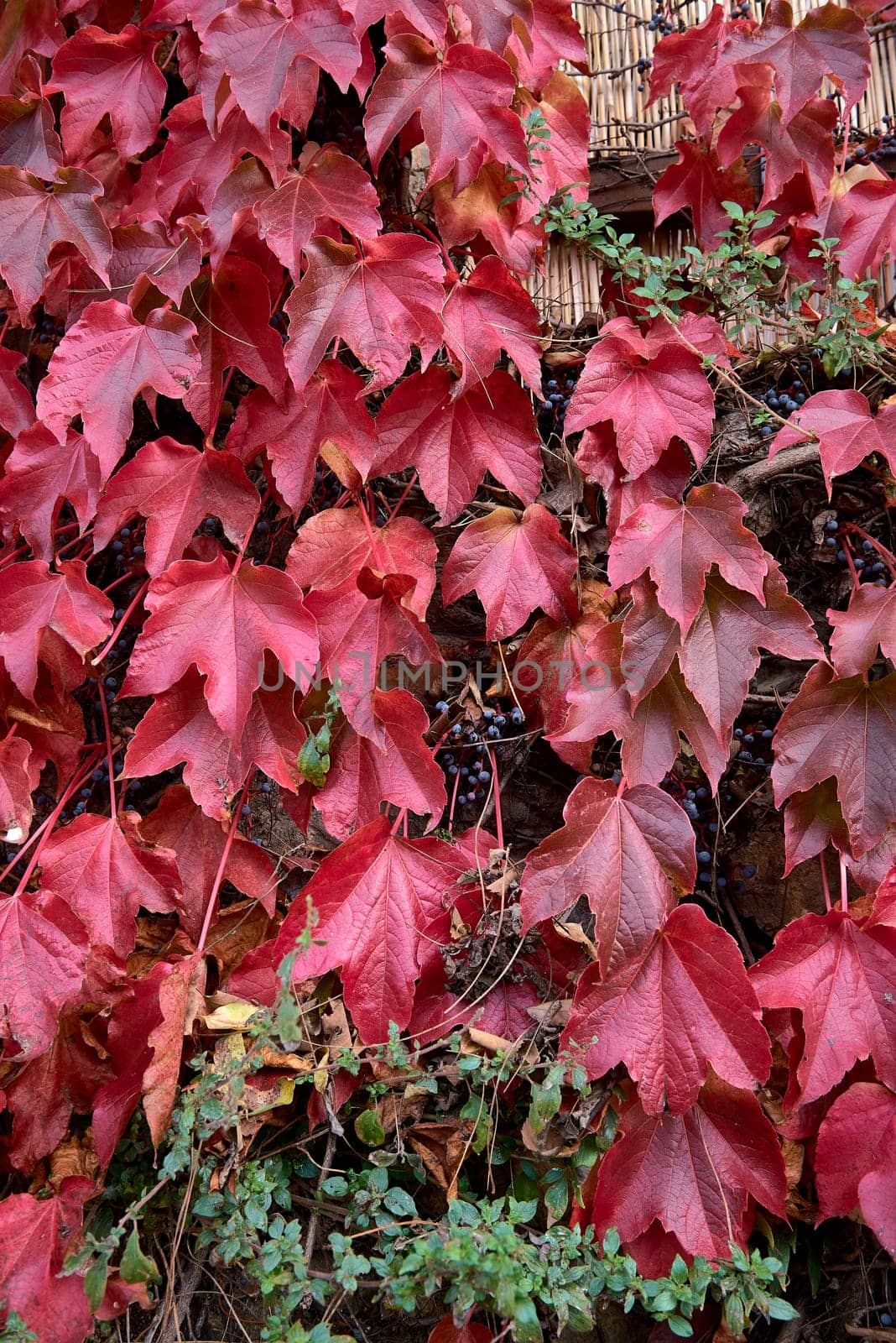 Detail of green and red ivy leaves.Detail, variety, texture, out-of-focus background, textural, solarium, rural stone