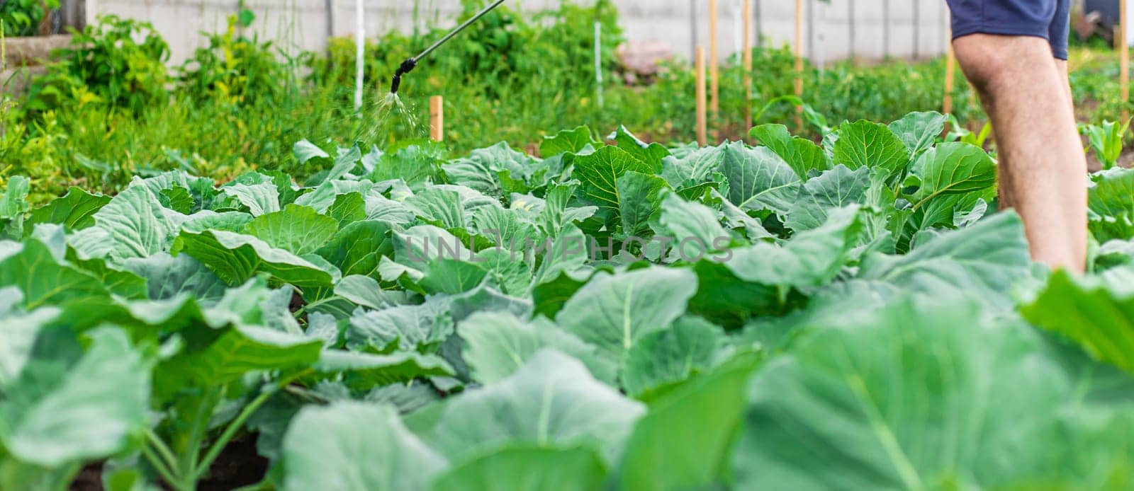 Spraying cabbage in the garden. Selective focus. by yanadjana