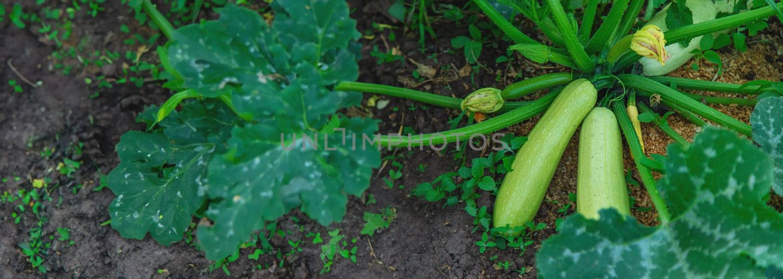 Zucchini harvest growing in the garden. Selective focus. Food.