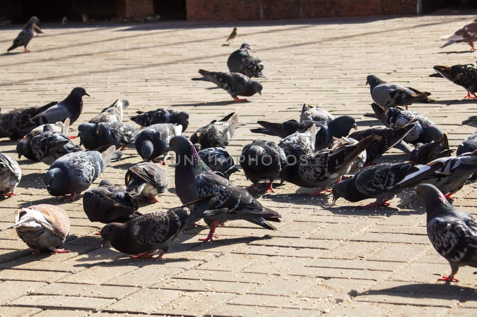 Pigeons eating grain on the sidewalk closeup by Vera1703